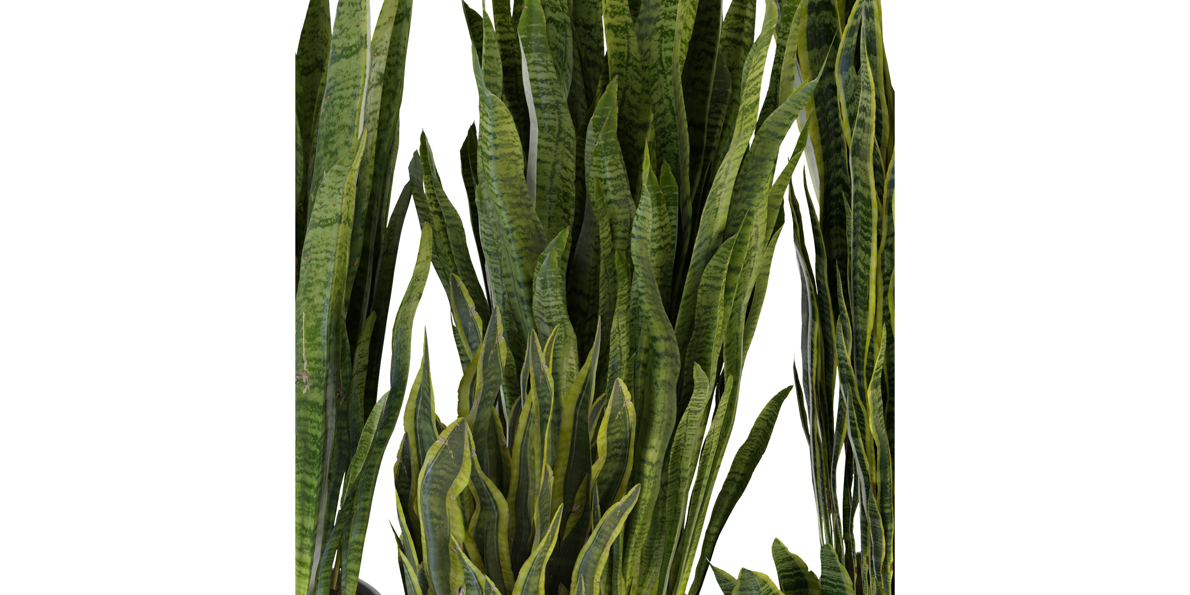 Collection plant vol 292 - blender model  3D model_4