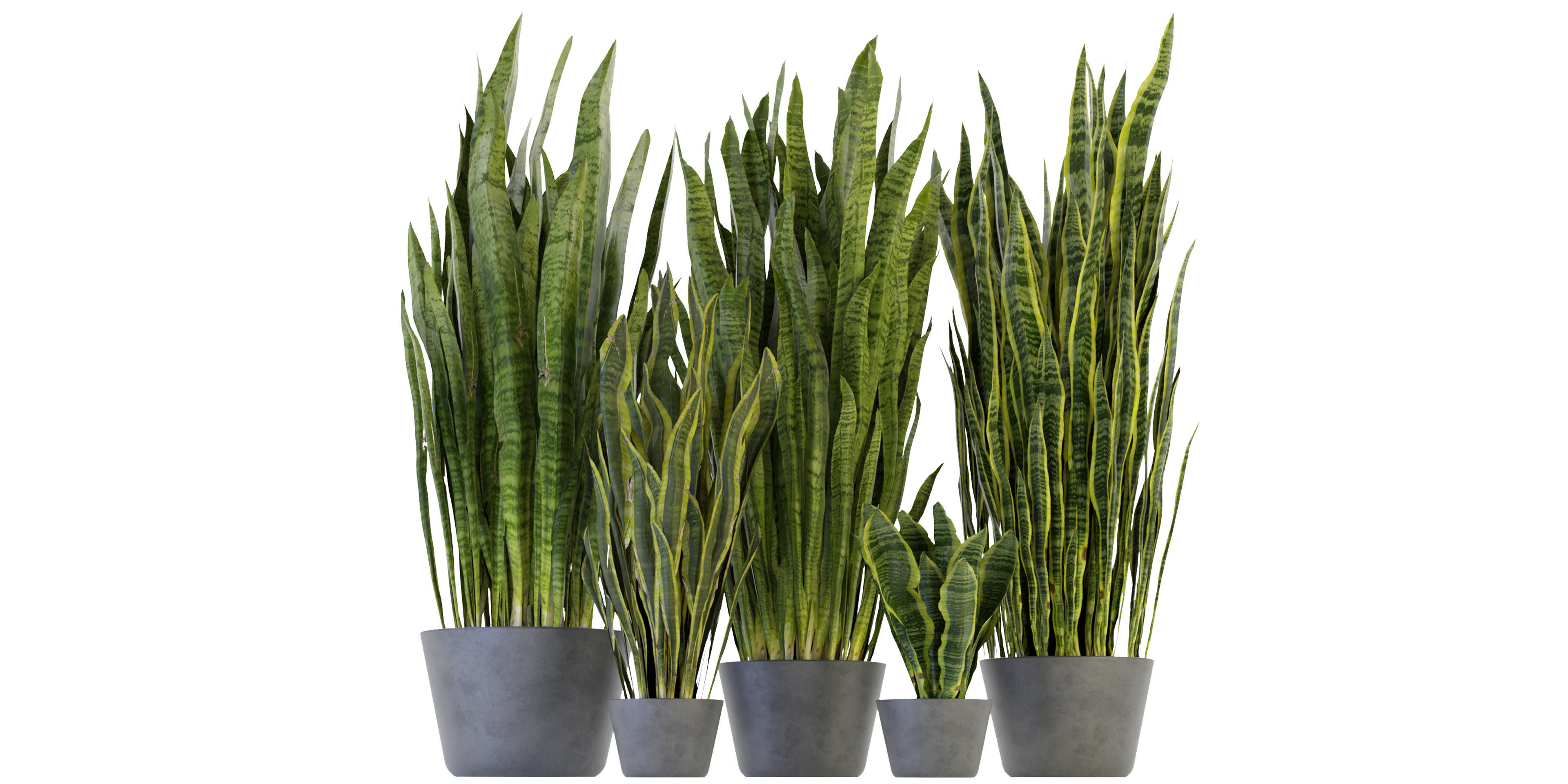 Collection plant vol 292 - blender model  3D model_1