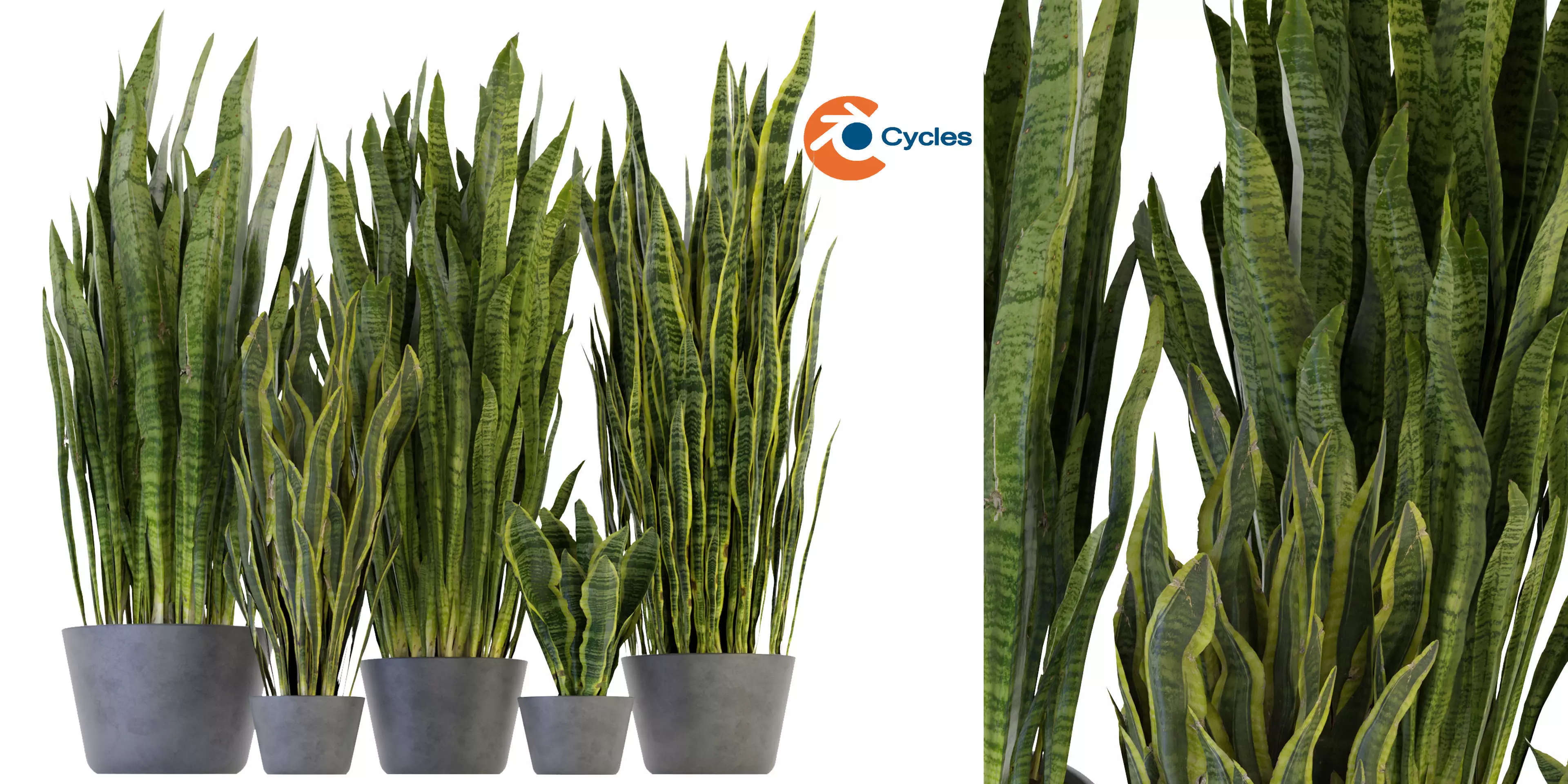 Collection plant vol 292 - blender model  3D model_0