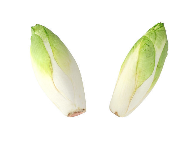 Belgian Endive  3D model 6
