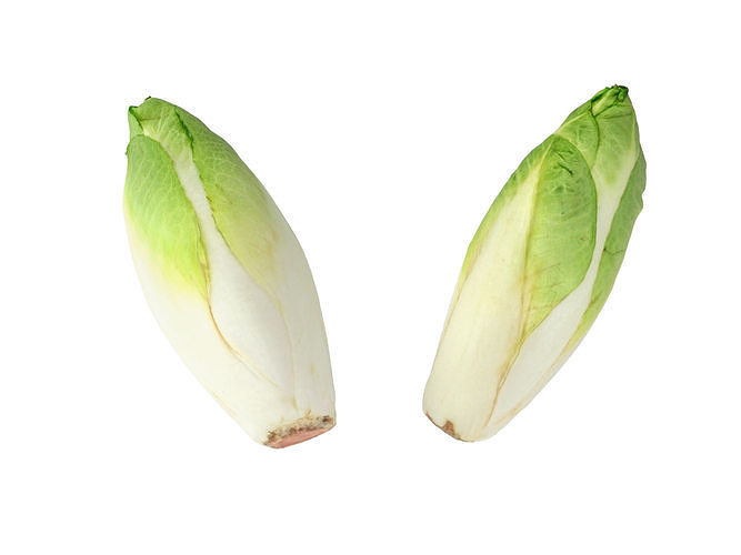 Belgian Endive  3D model 7