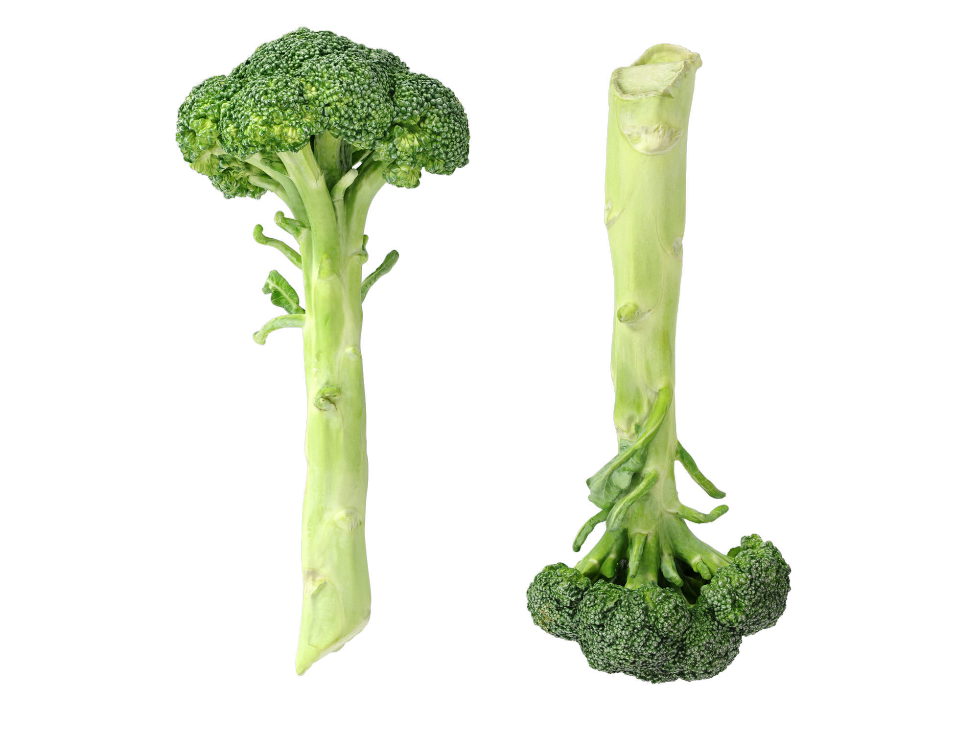 Broccoli Bunch 3D model_8