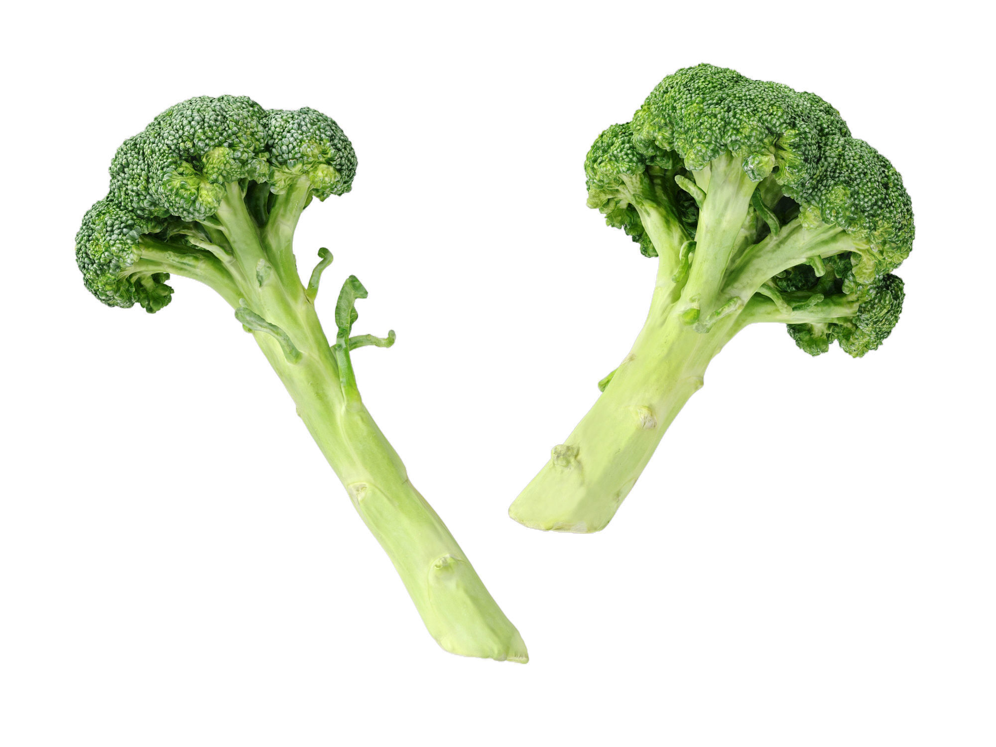 Broccoli Bunch 3D model_9