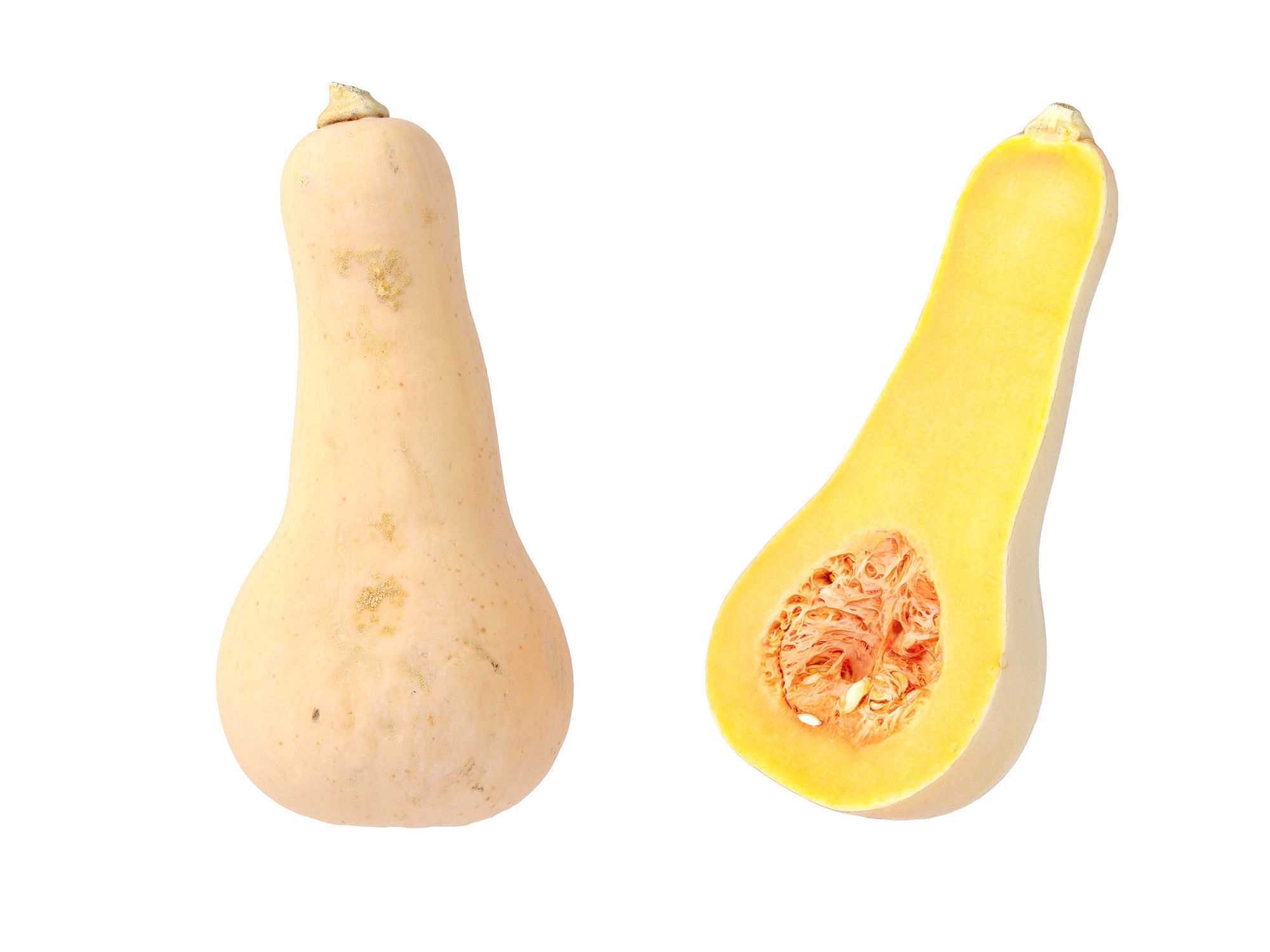 Butternut Squash 3D model_6