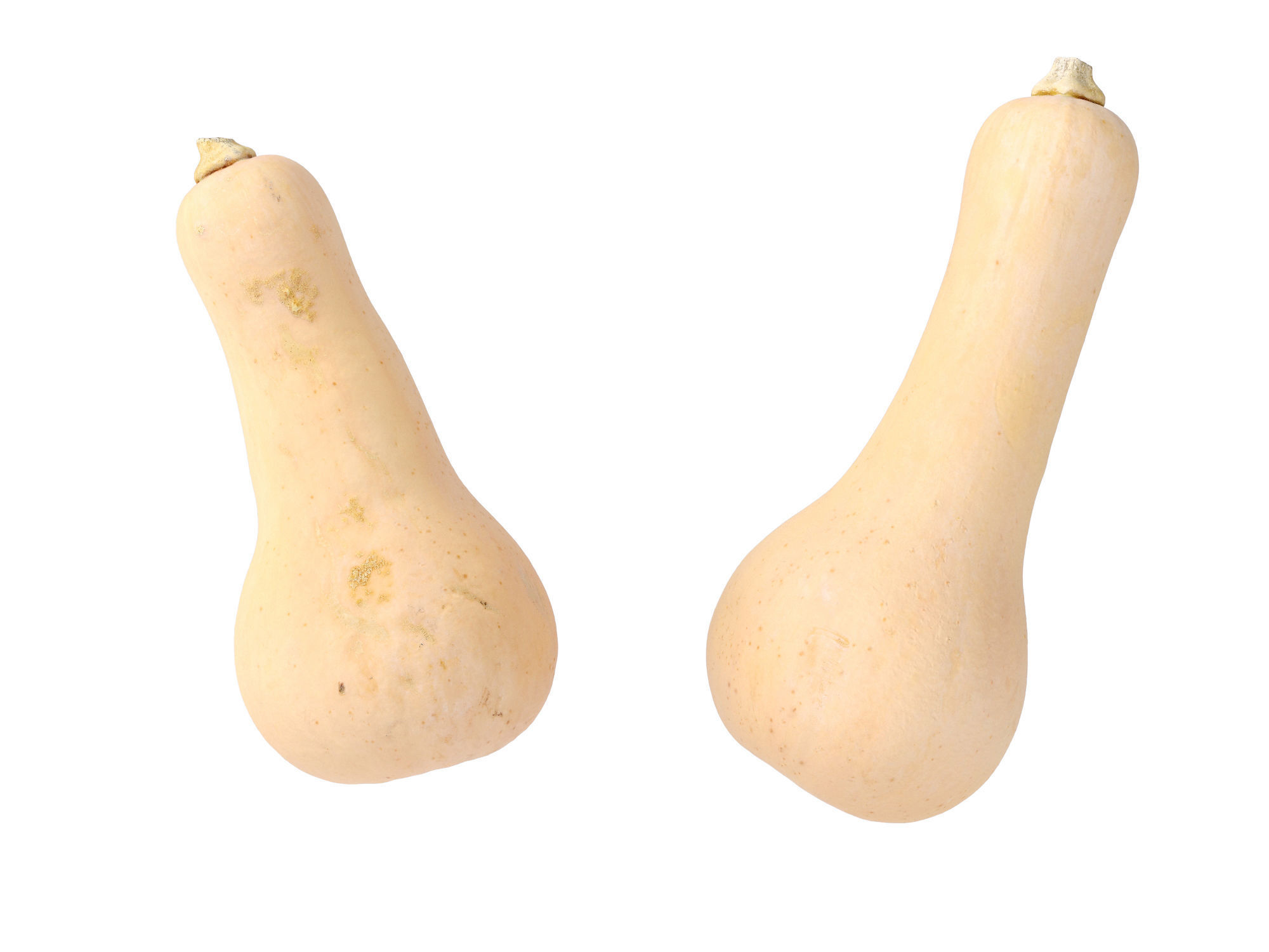 Butternut Squash 3D model_5