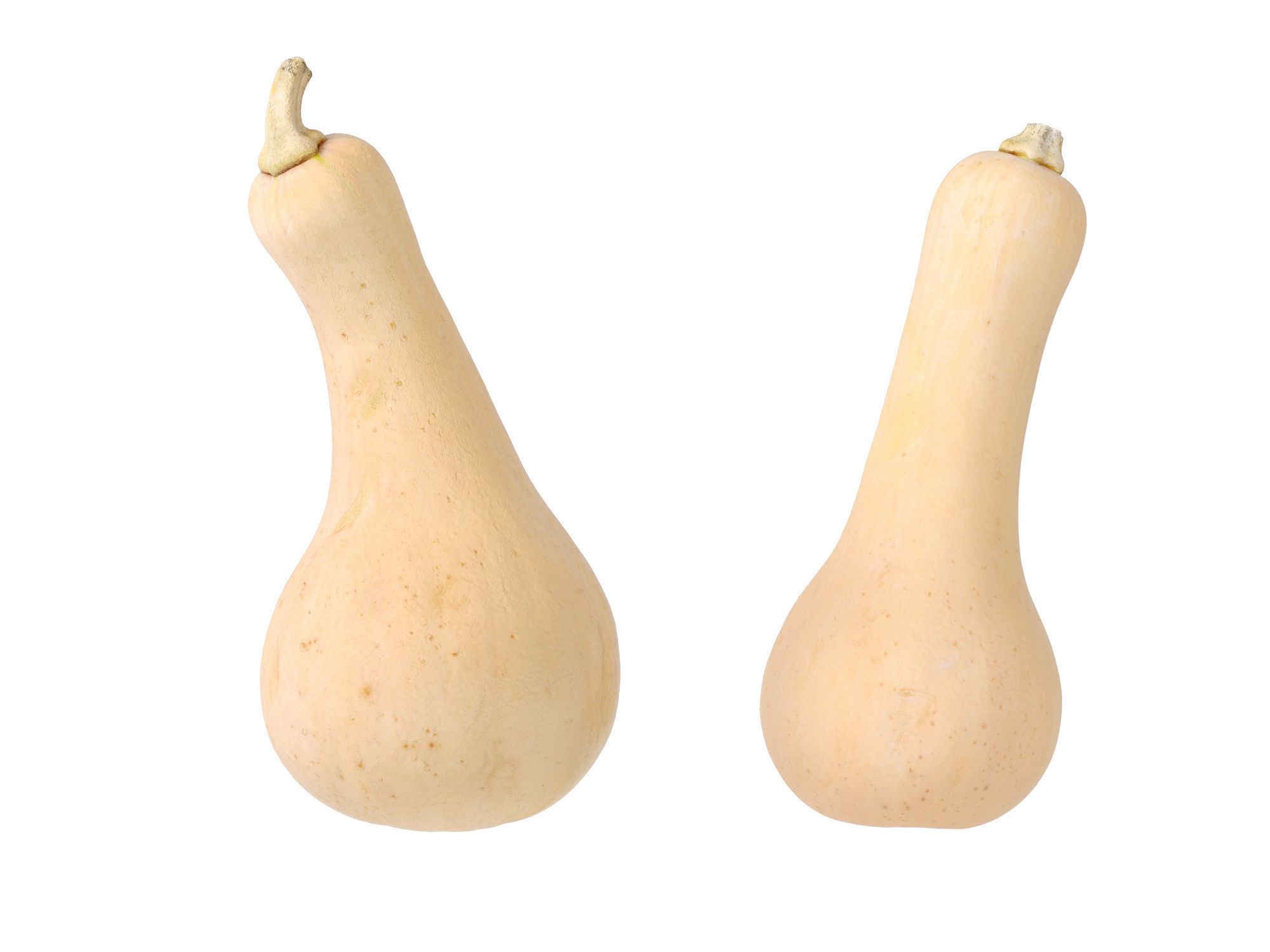 Butternut Squash 3D model_7