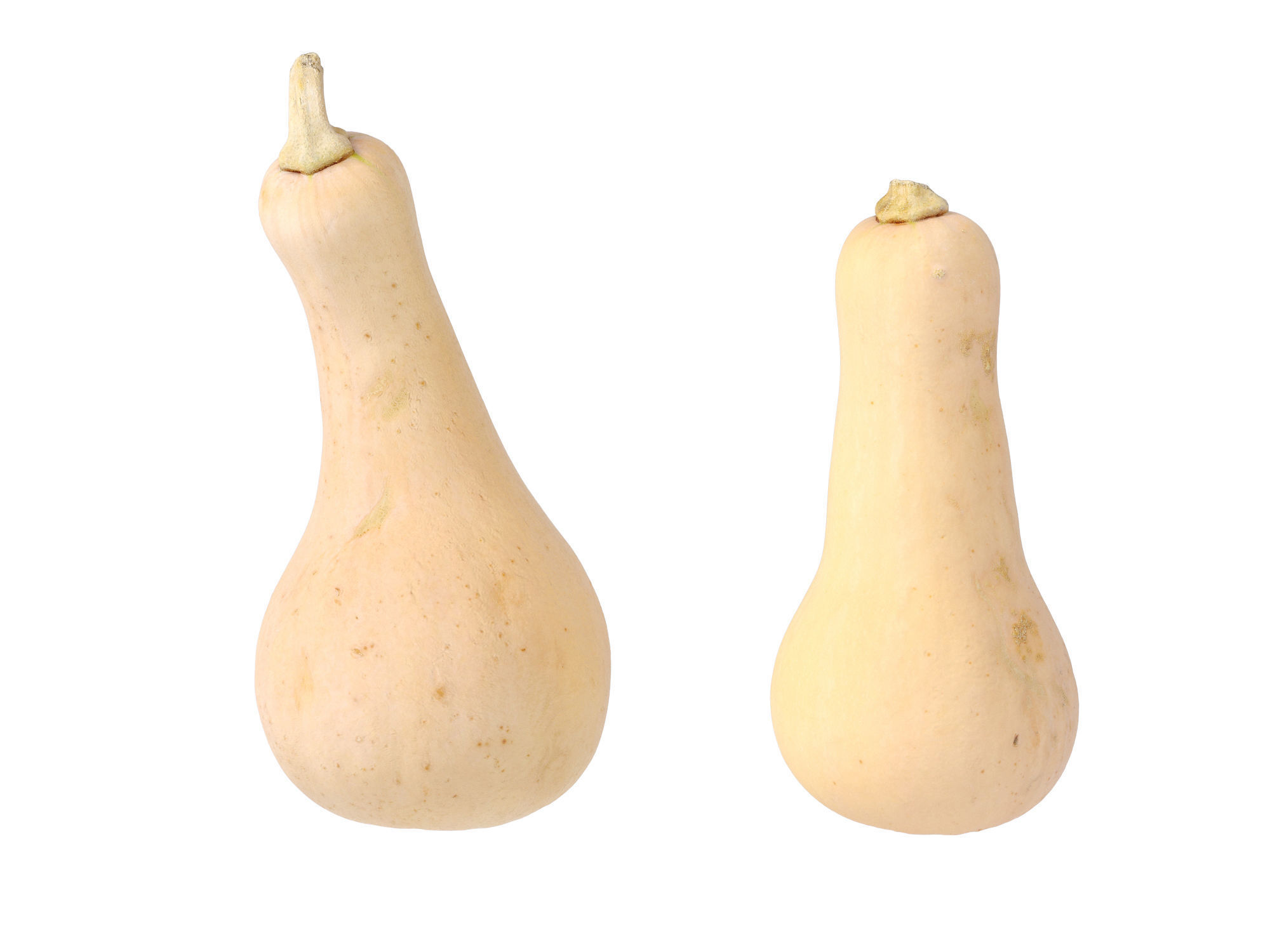 Butternut Squash 3D model_9
