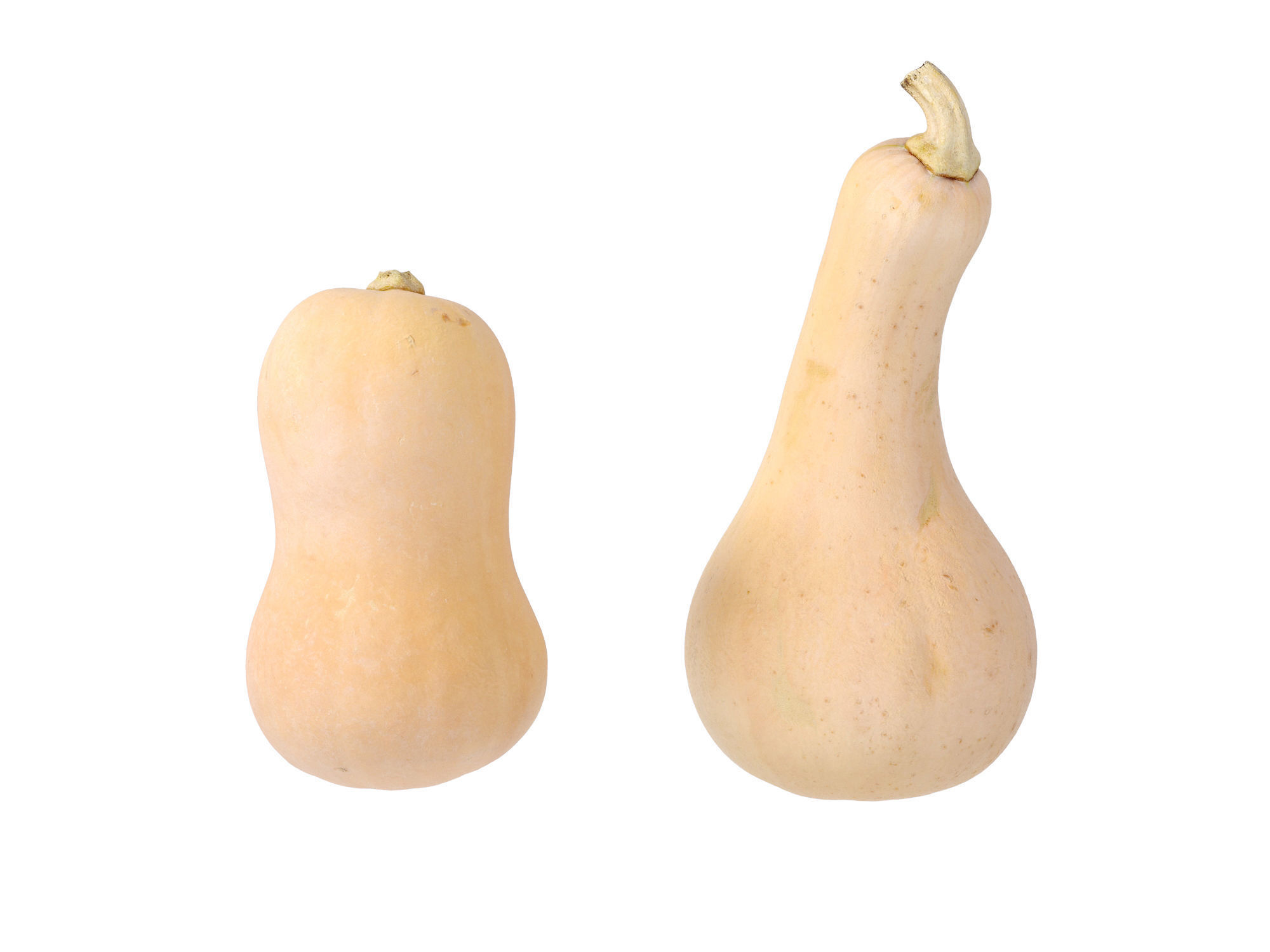 Butternut Squash 3D model_8