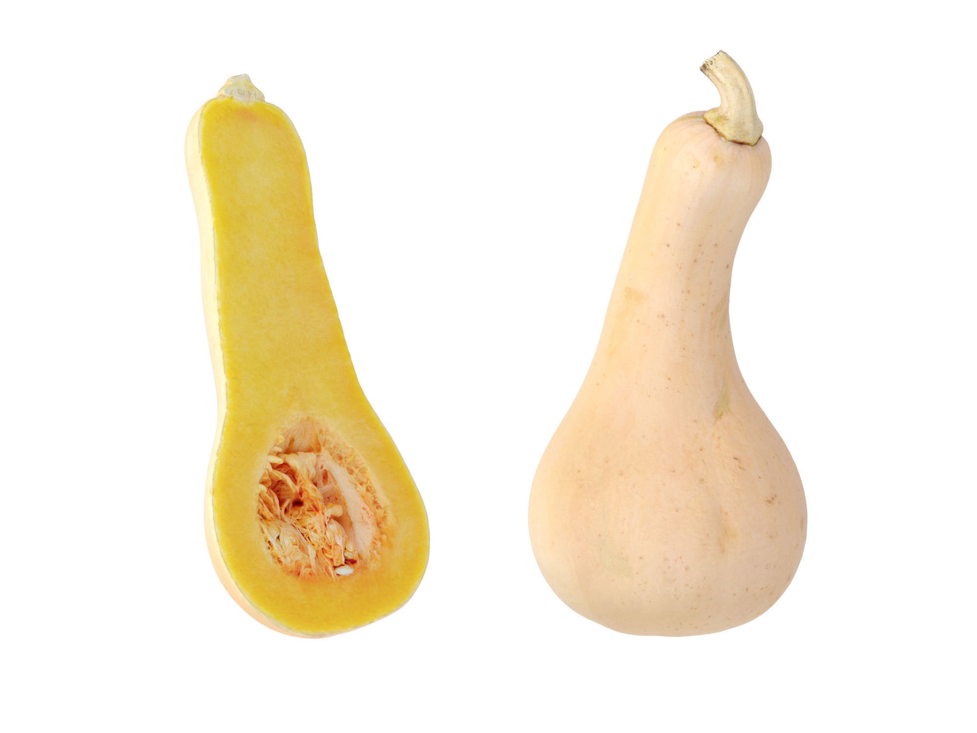 Butternut Squash 3D model_10