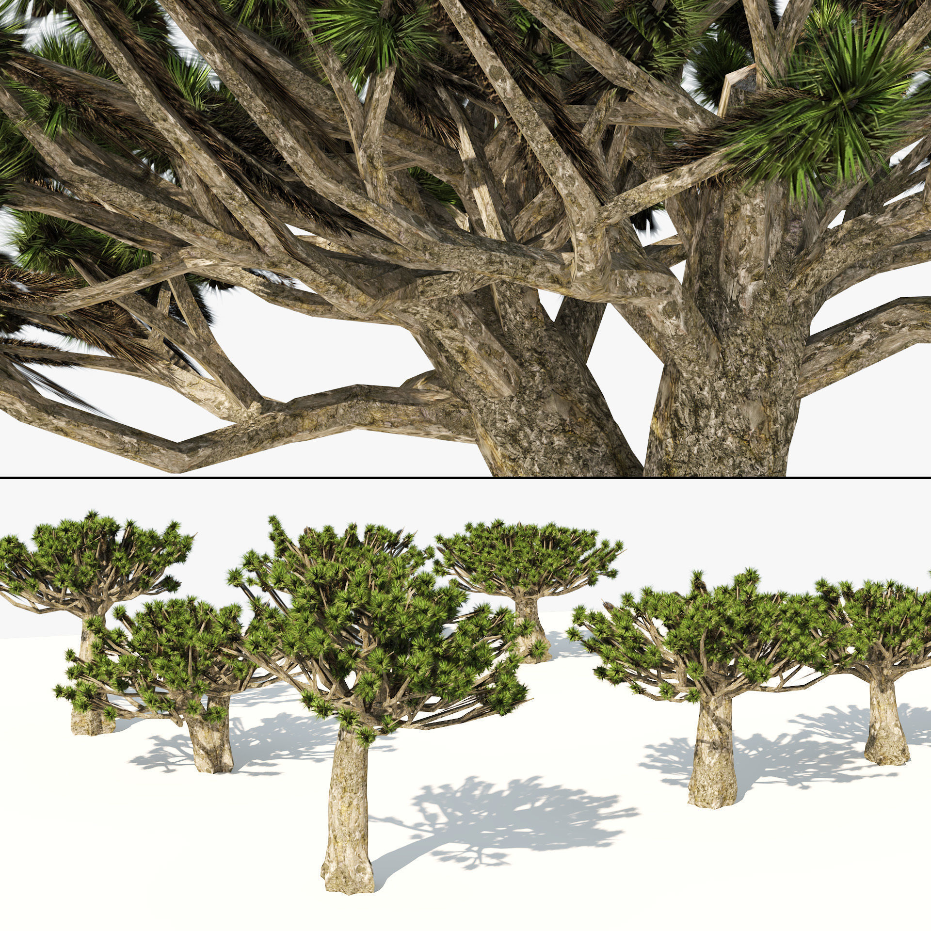 Dracaena dragon blood trees Low-poly 3D model_7