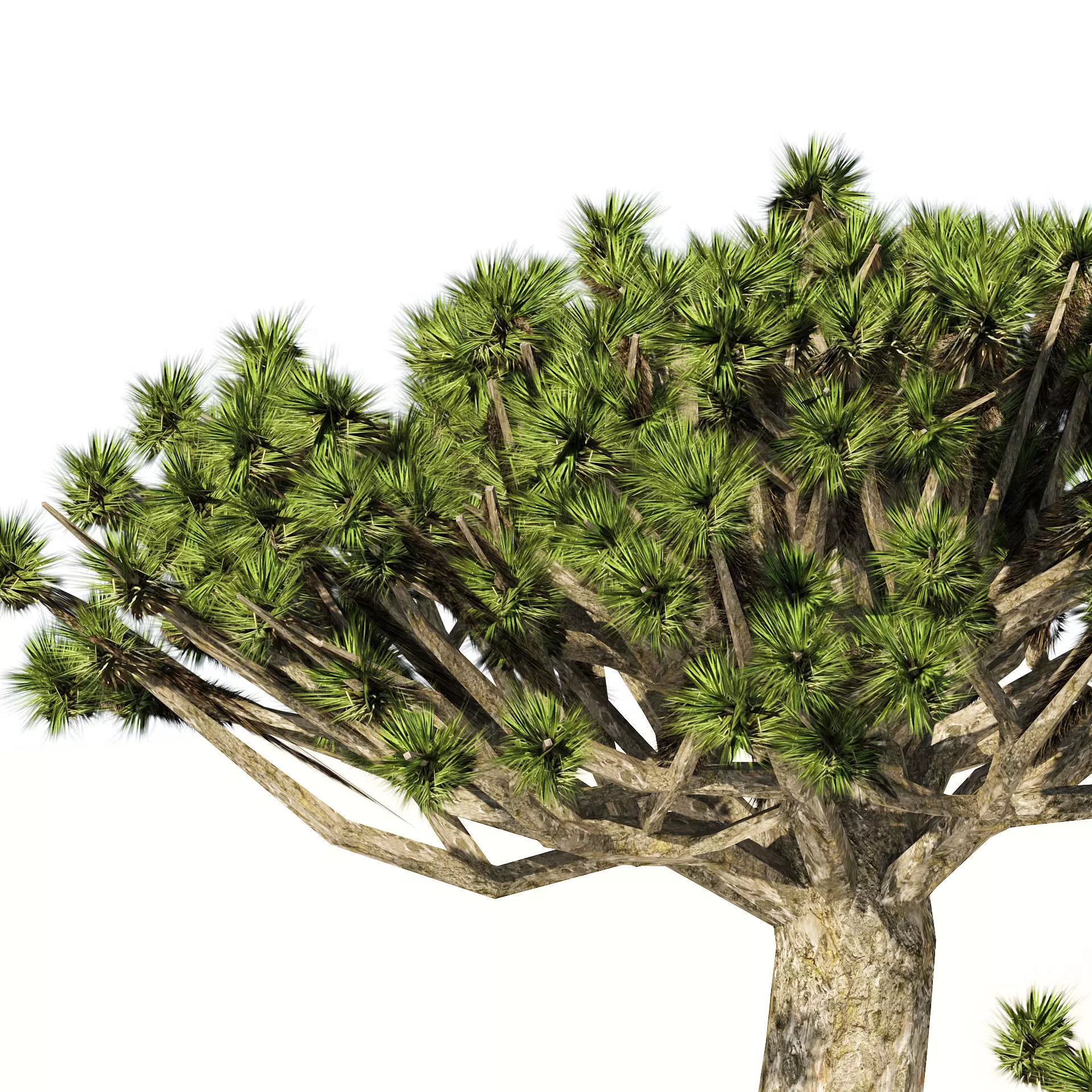Dracaena dragon blood trees Low-poly 3D model_0