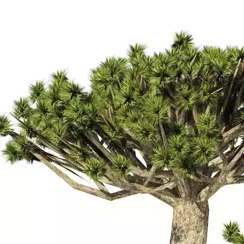 Dracaena dragon blood trees Low-poly 3D model