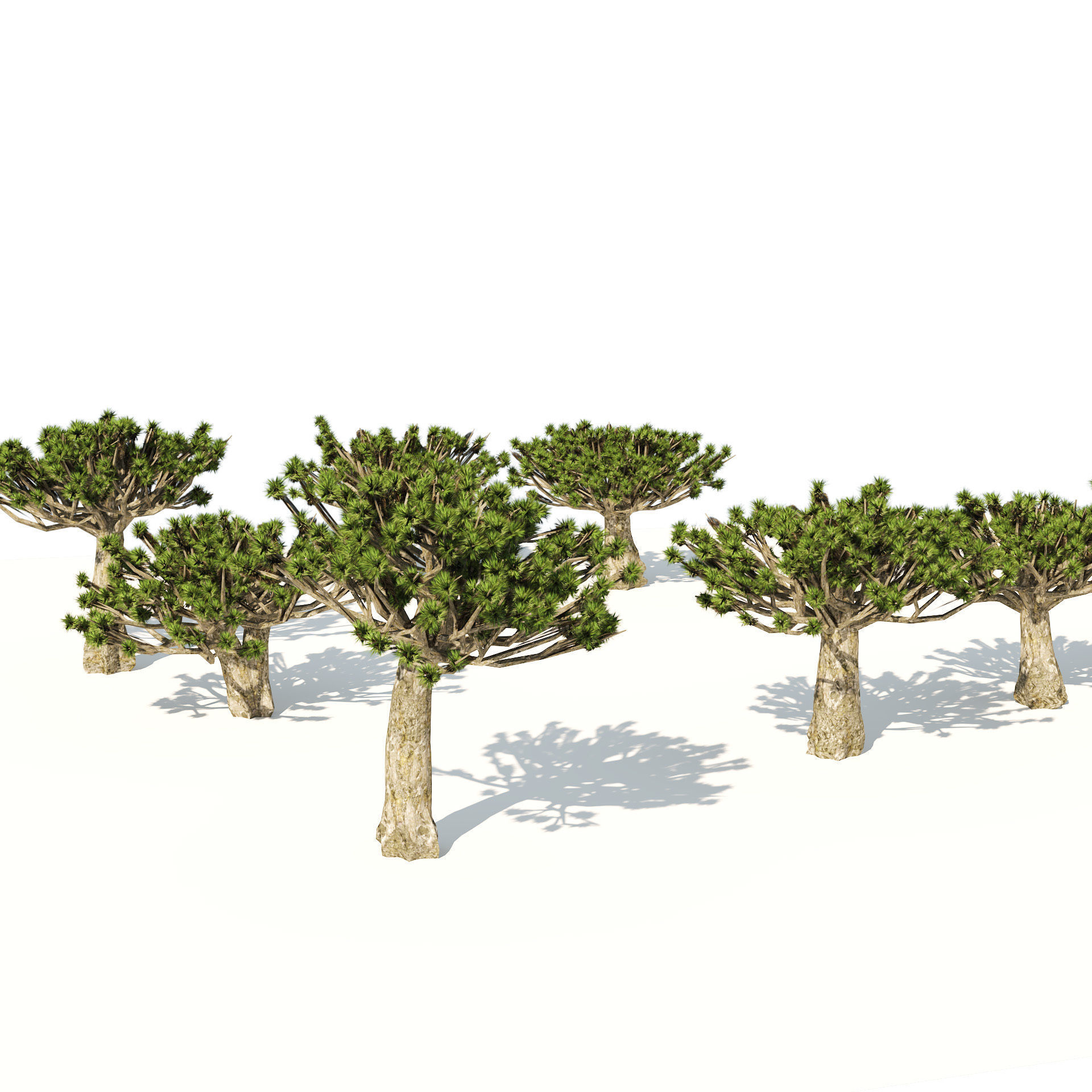 Dracaena dragon blood trees Low-poly 3D model_4