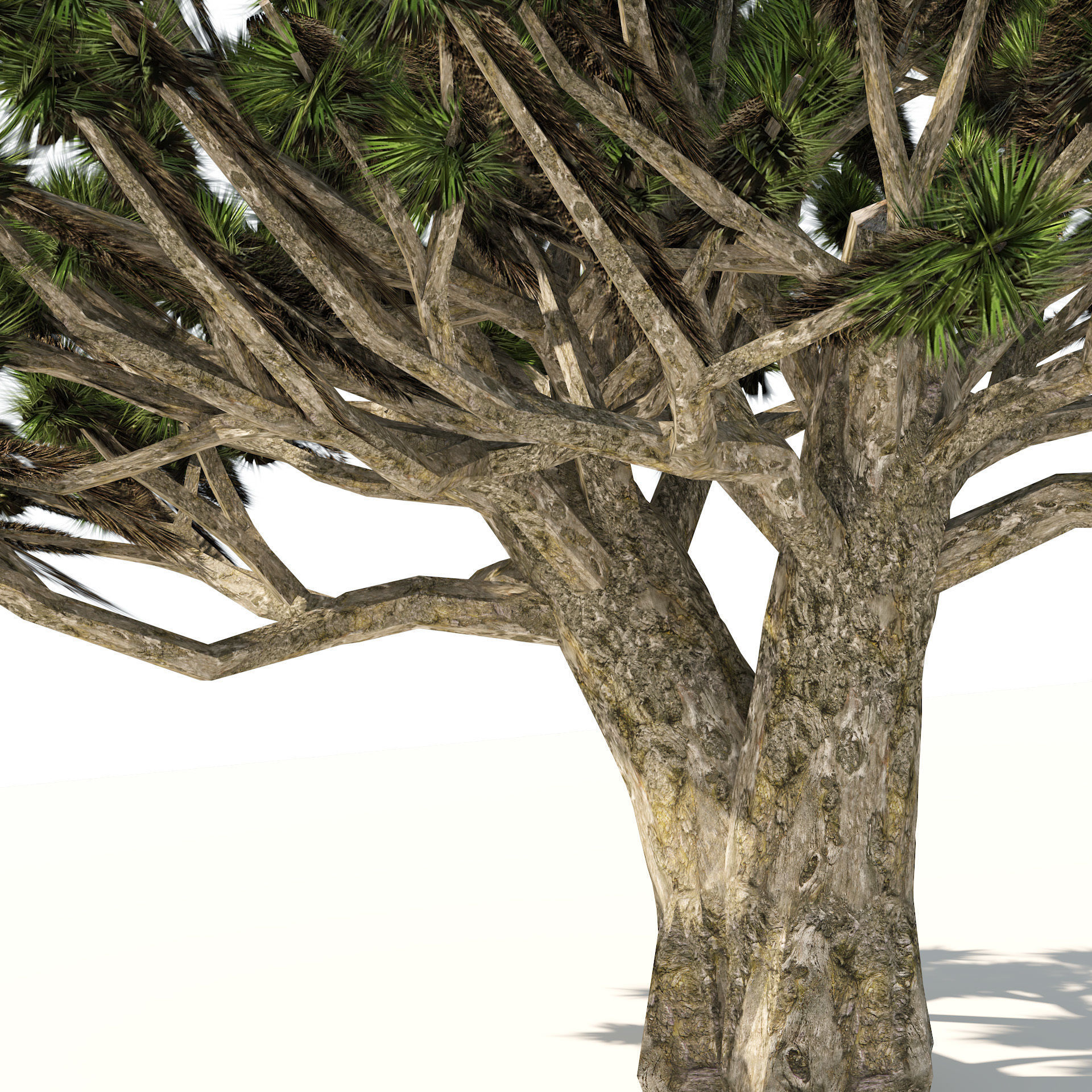 Dracaena dragon blood trees Low-poly 3D model_3