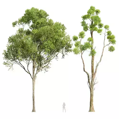 Cinnamomum Camphora Decorative and Acer Pseudoplatanus 3D model