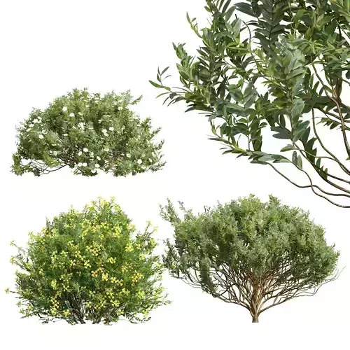 Cistus Albidus Zistrose Coronilla Valentina Glauca Cistus