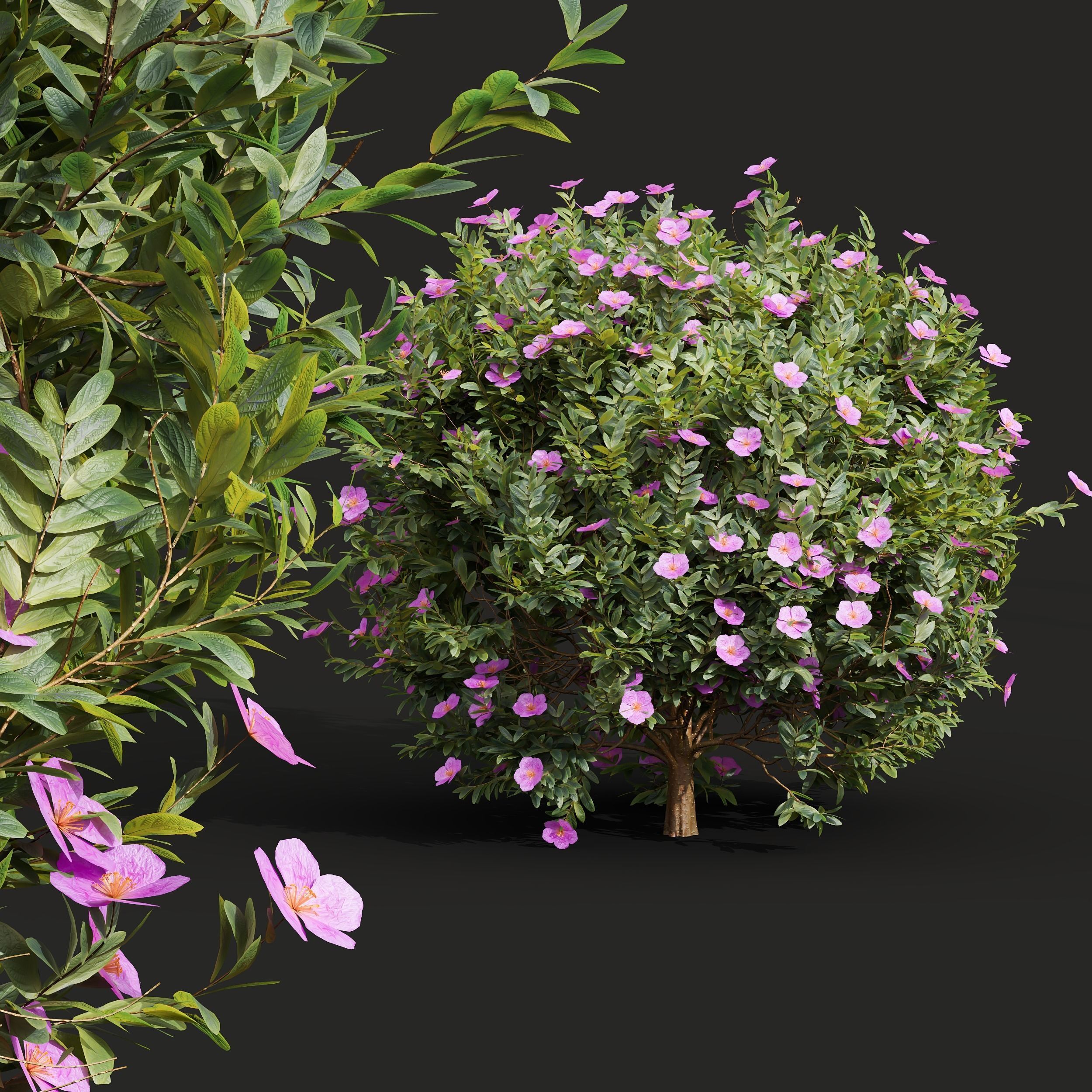 Cistus Albidus Zistrose-3 different bush 3D model_1