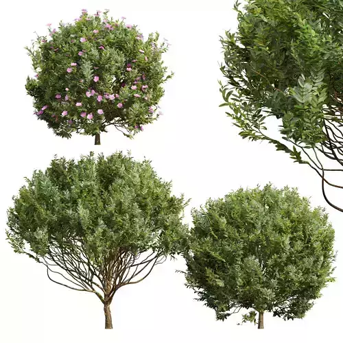 Cistus Albidus Zistrose-3 different bush 3D model