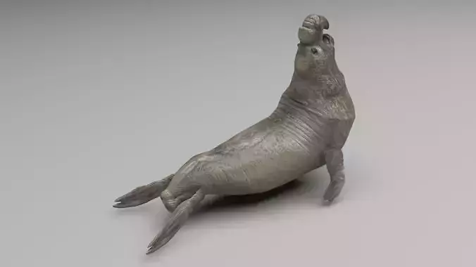 Elephant Seal 3D model