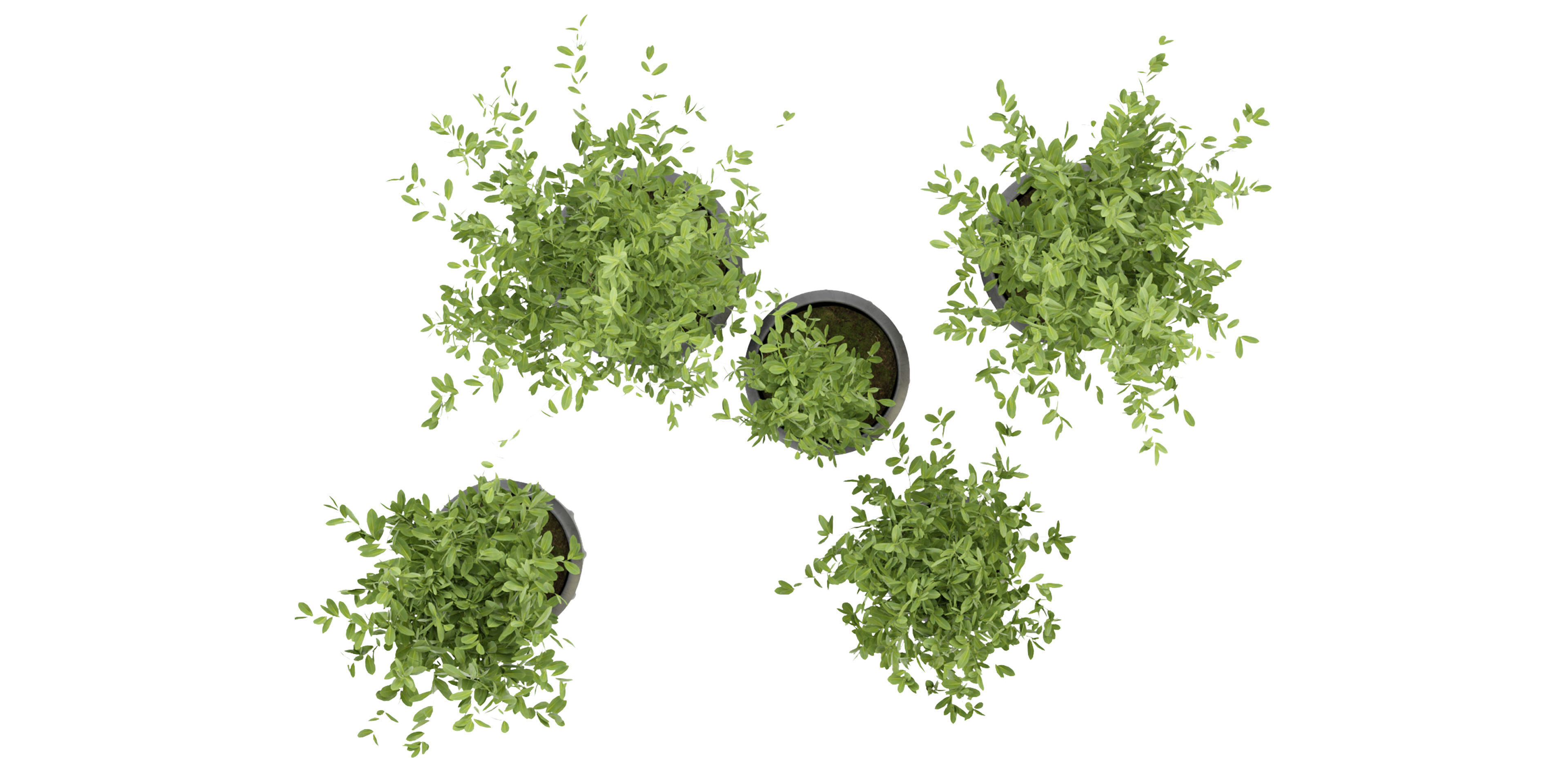  Collection plant vol 299 - blender model  3D model_5