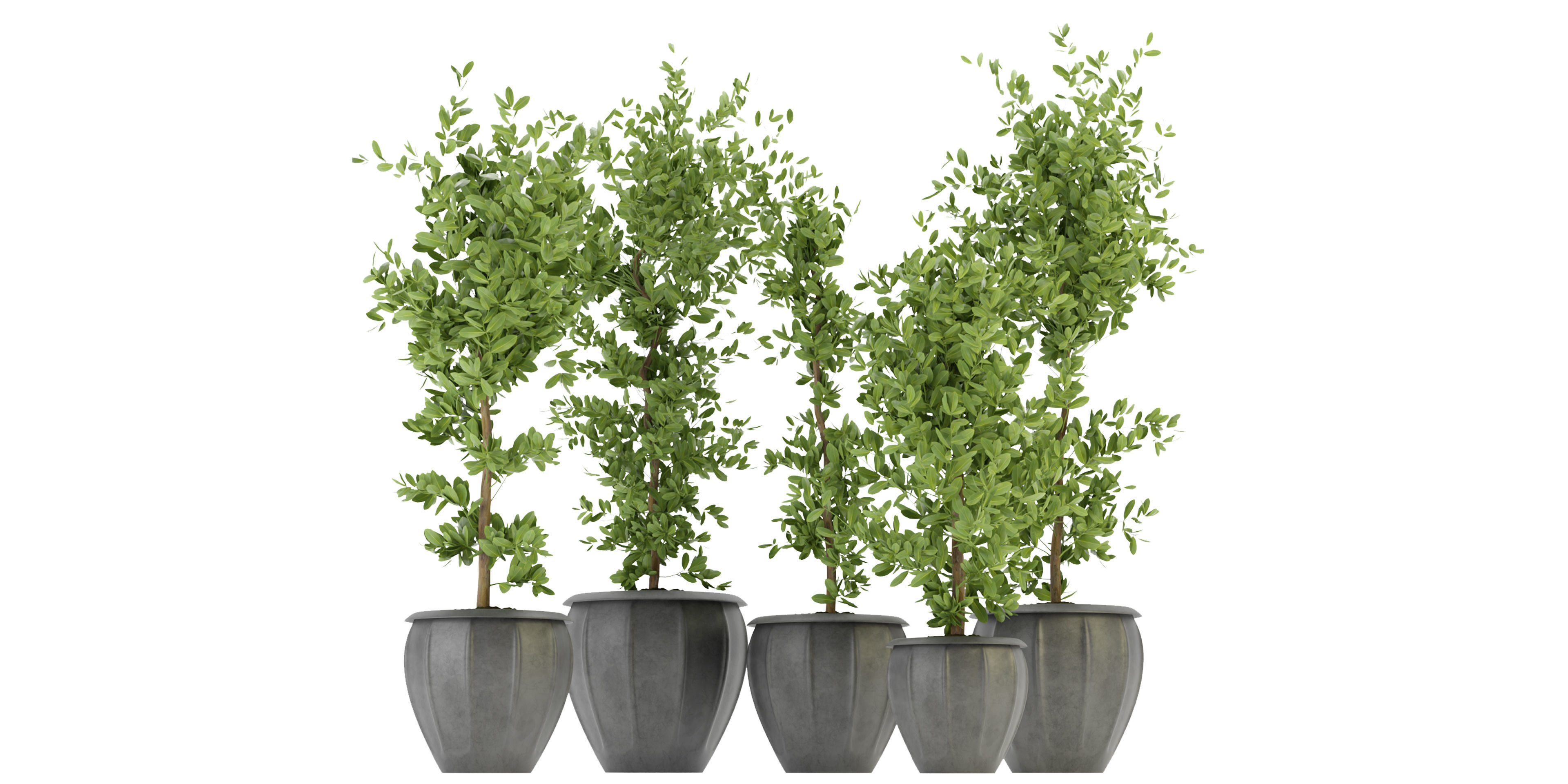  Collection plant vol 299 - blender model  3D model_1