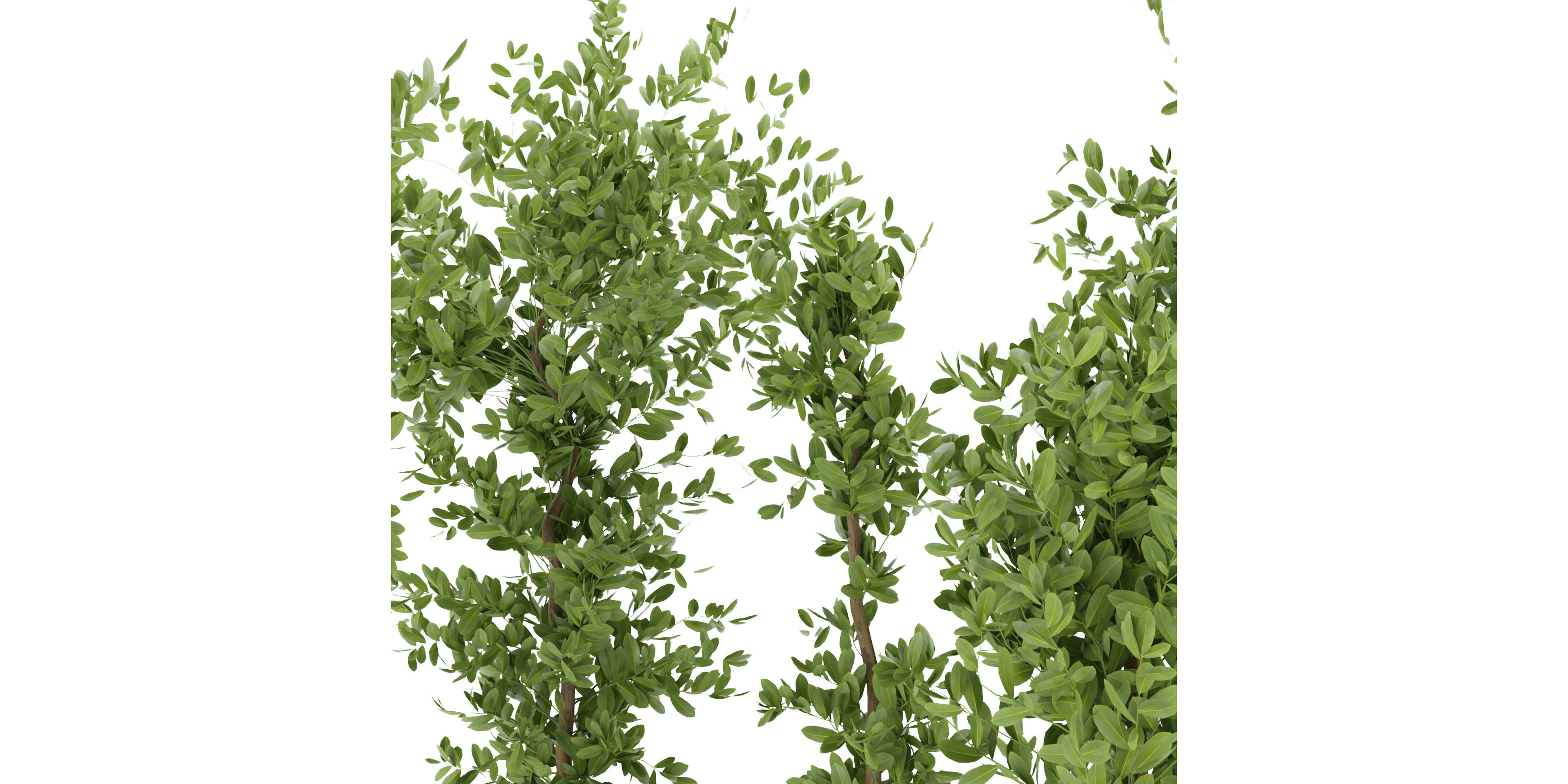  Collection plant vol 299 - blender model  3D model_2