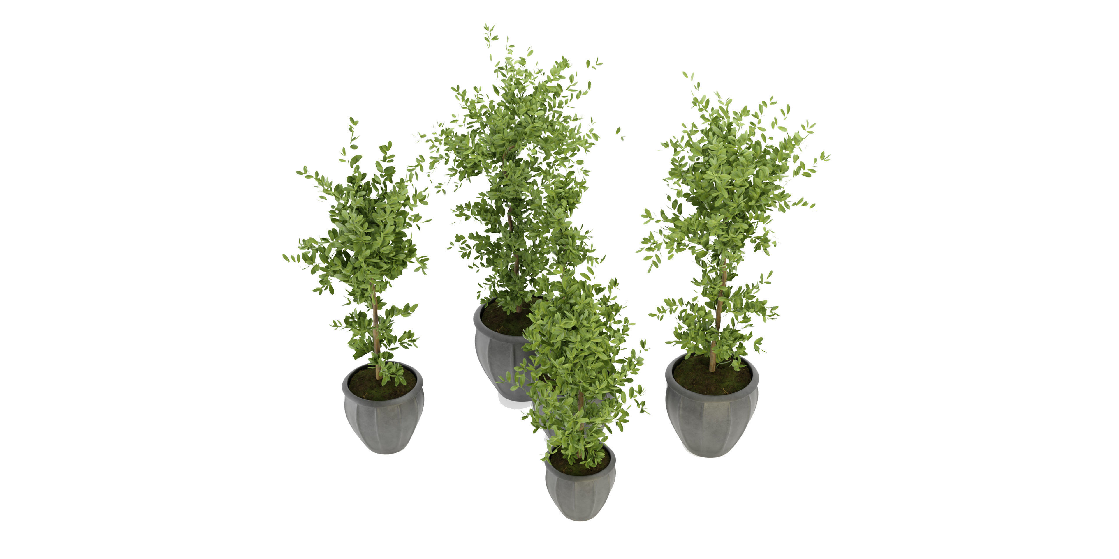  Collection plant vol 299 - blender model  3D model_3