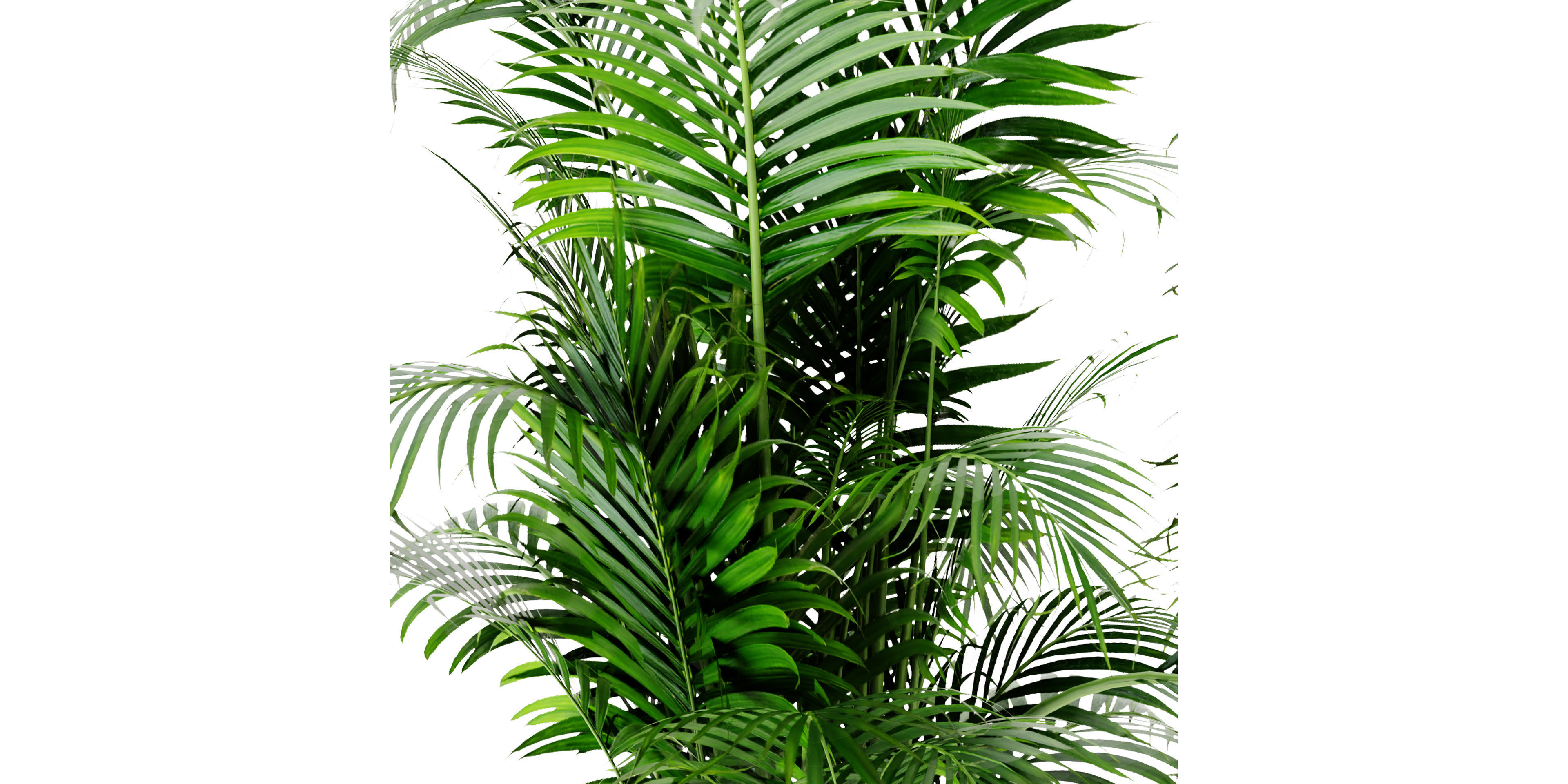 Collection plant vol 307 - blender model 3D model_4