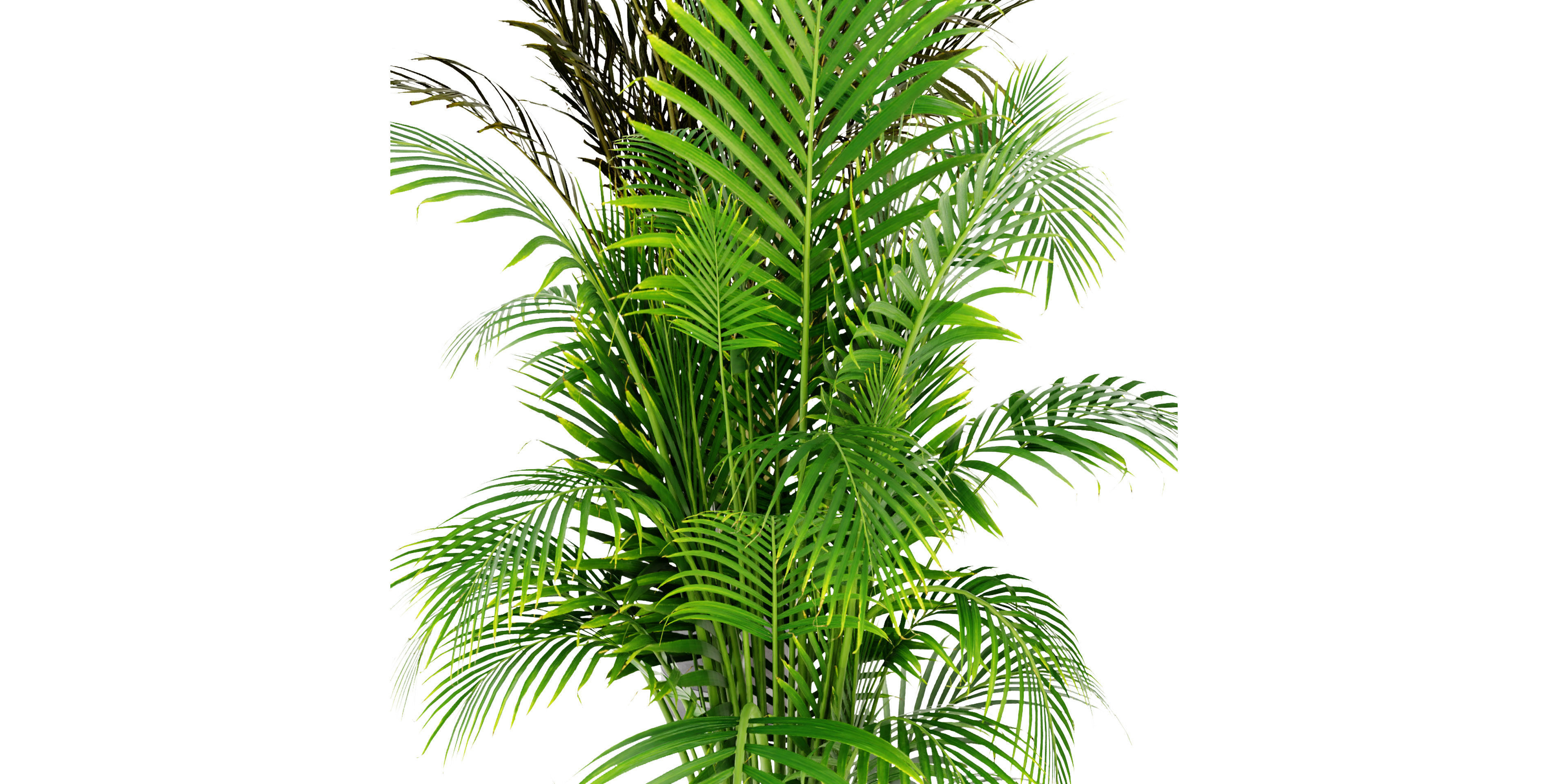 Collection plant vol 307 - blender model 3D model_2