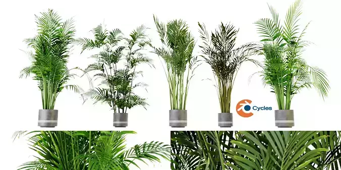 Collection plant vol 307 - blender model