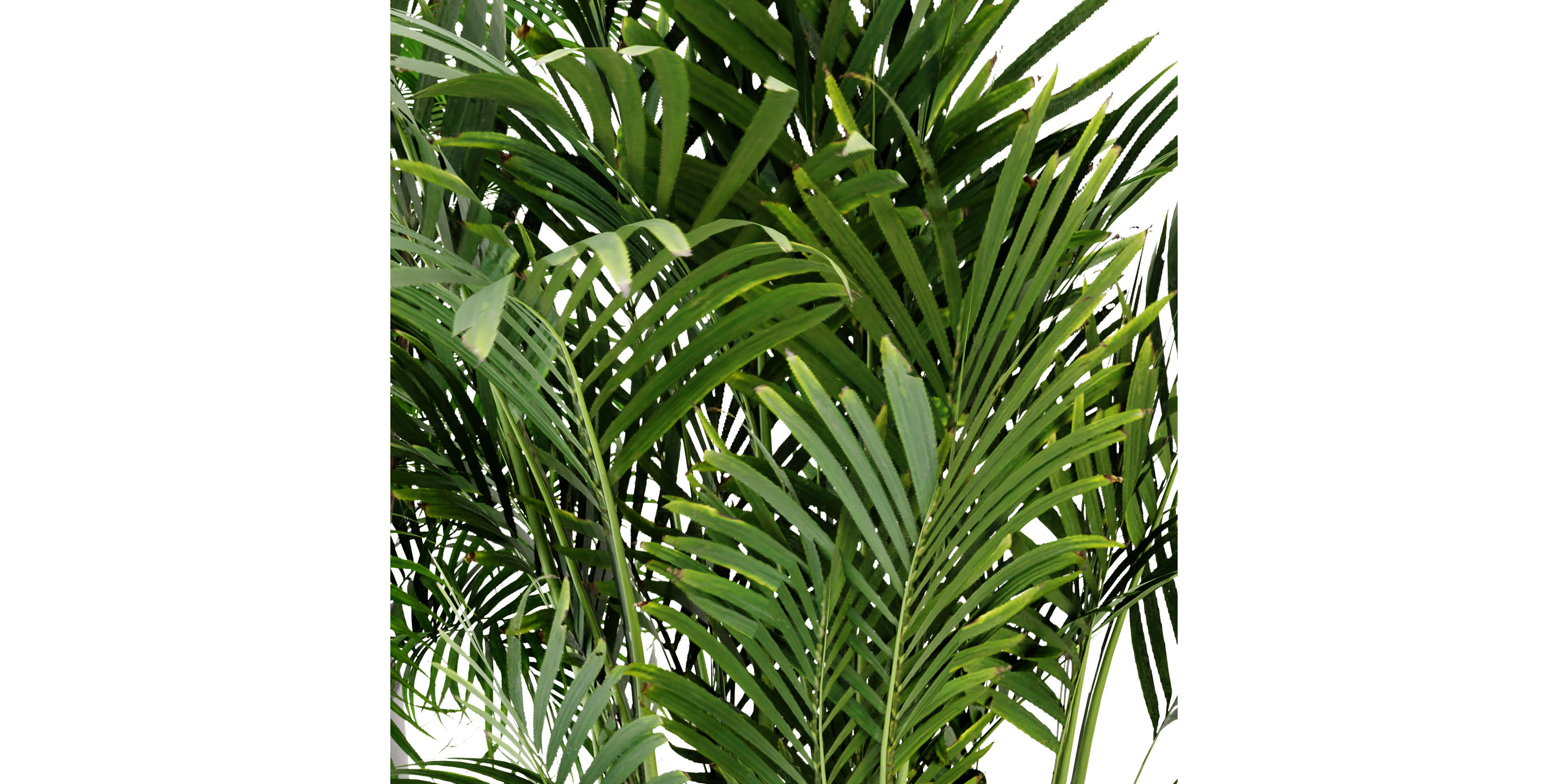 Collection plant vol 307 - blender model 3D model_3