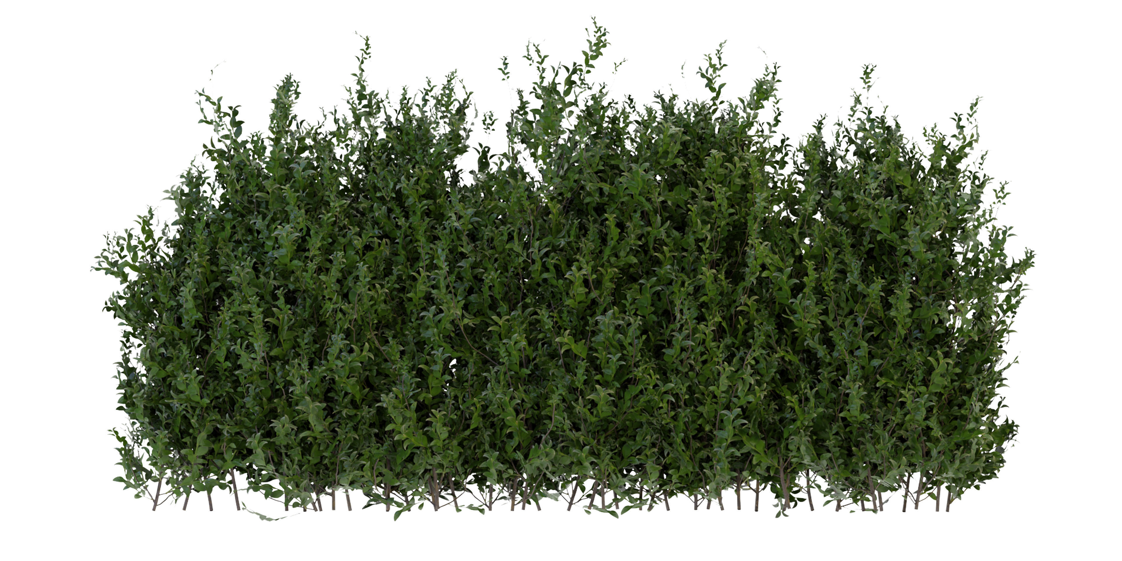 Collection plant vol 309 - blender model  3D model_5