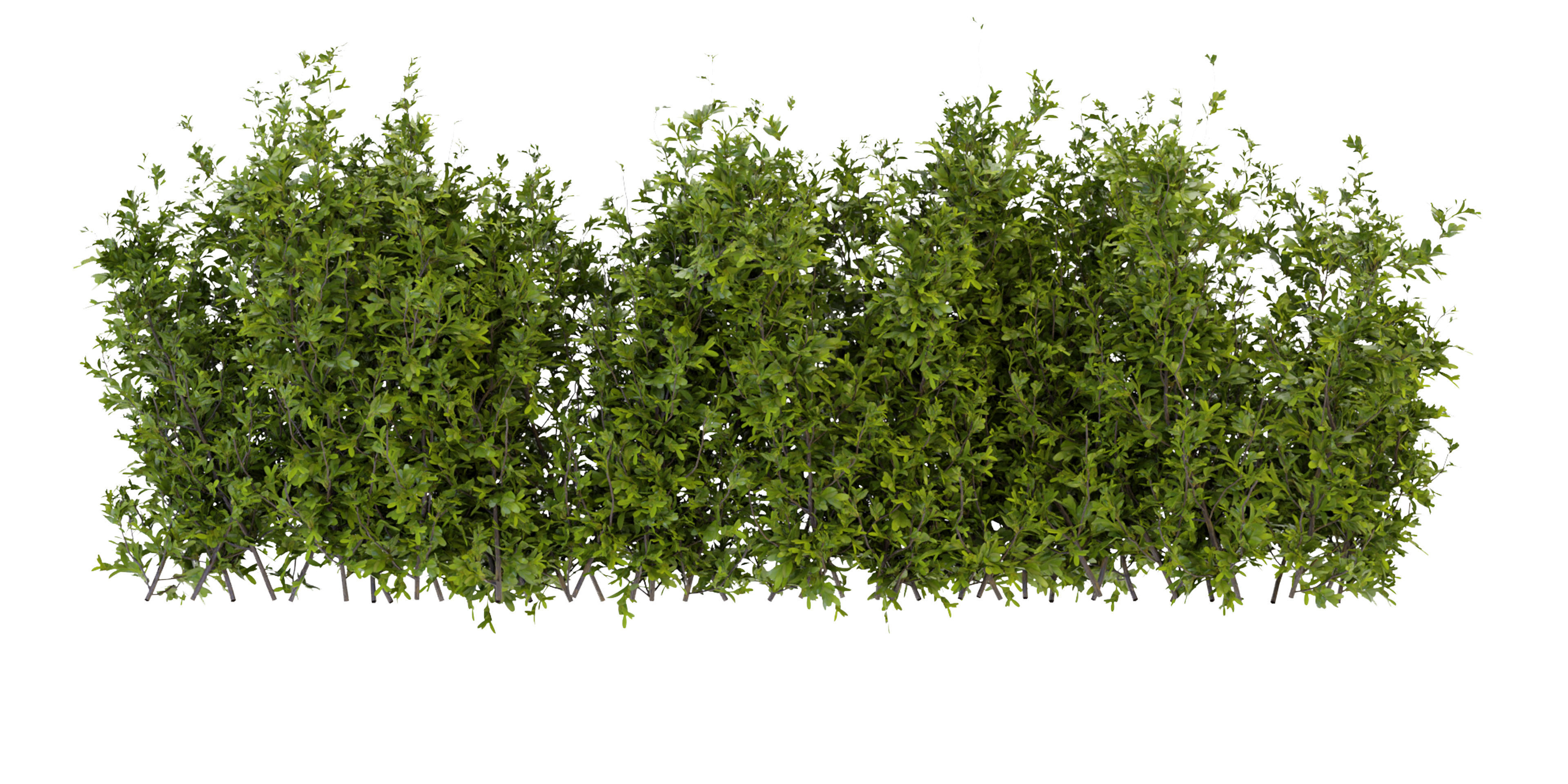 Collection plant vol 309 - blender model  3D model_2