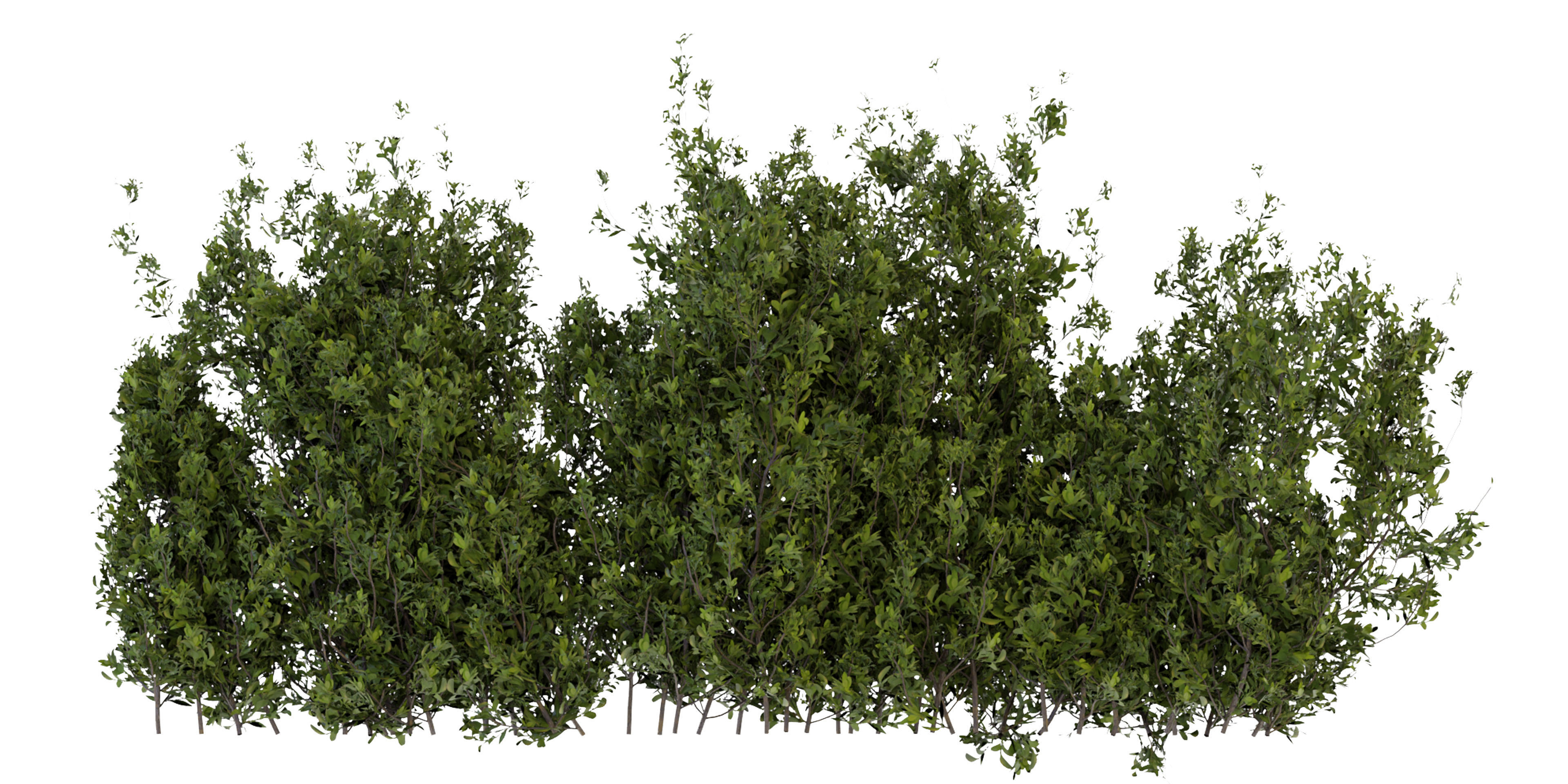 Collection plant vol 309 - blender model  3D model_3