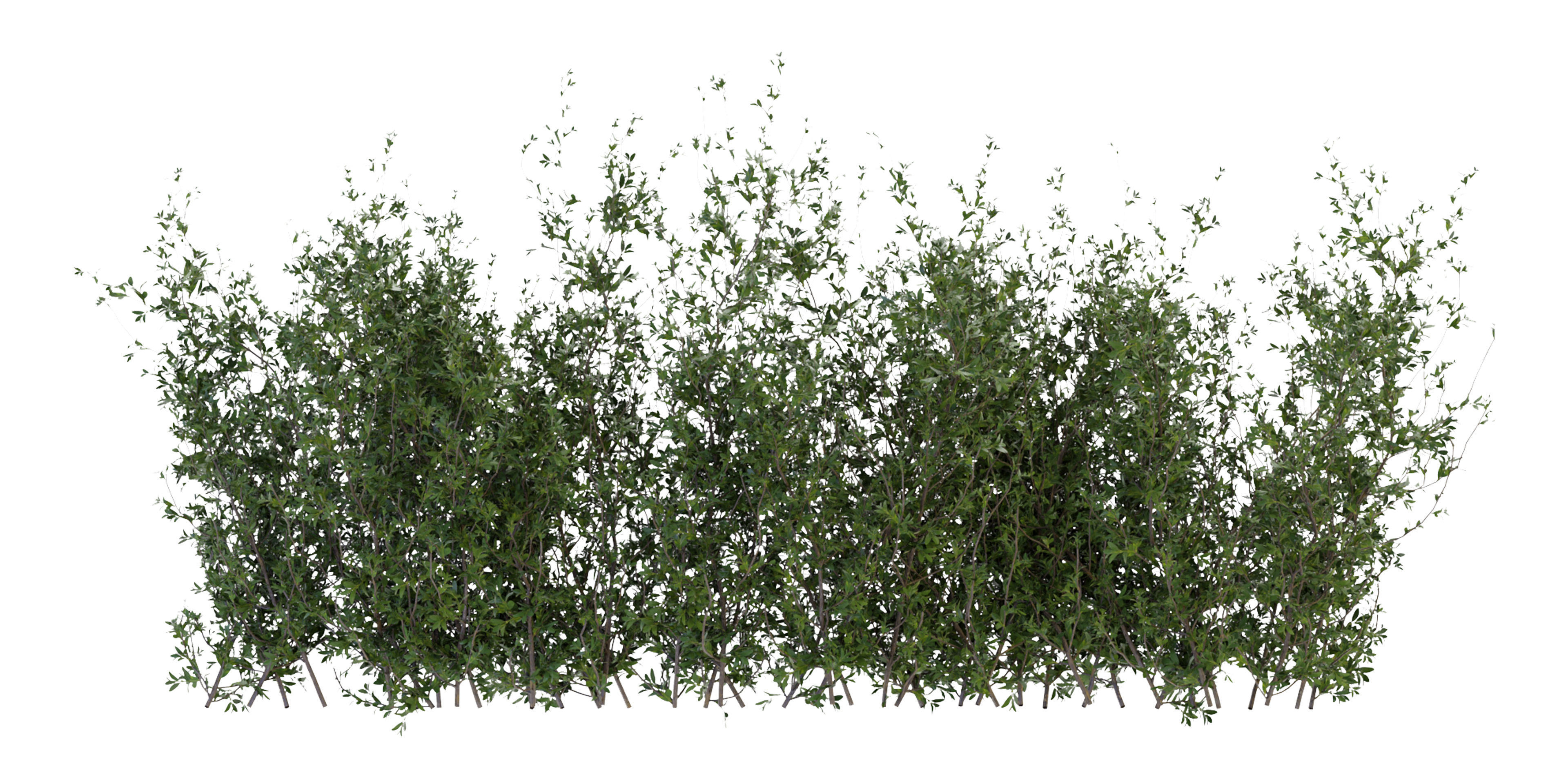 Collection plant vol 309 - blender model  3D model_1