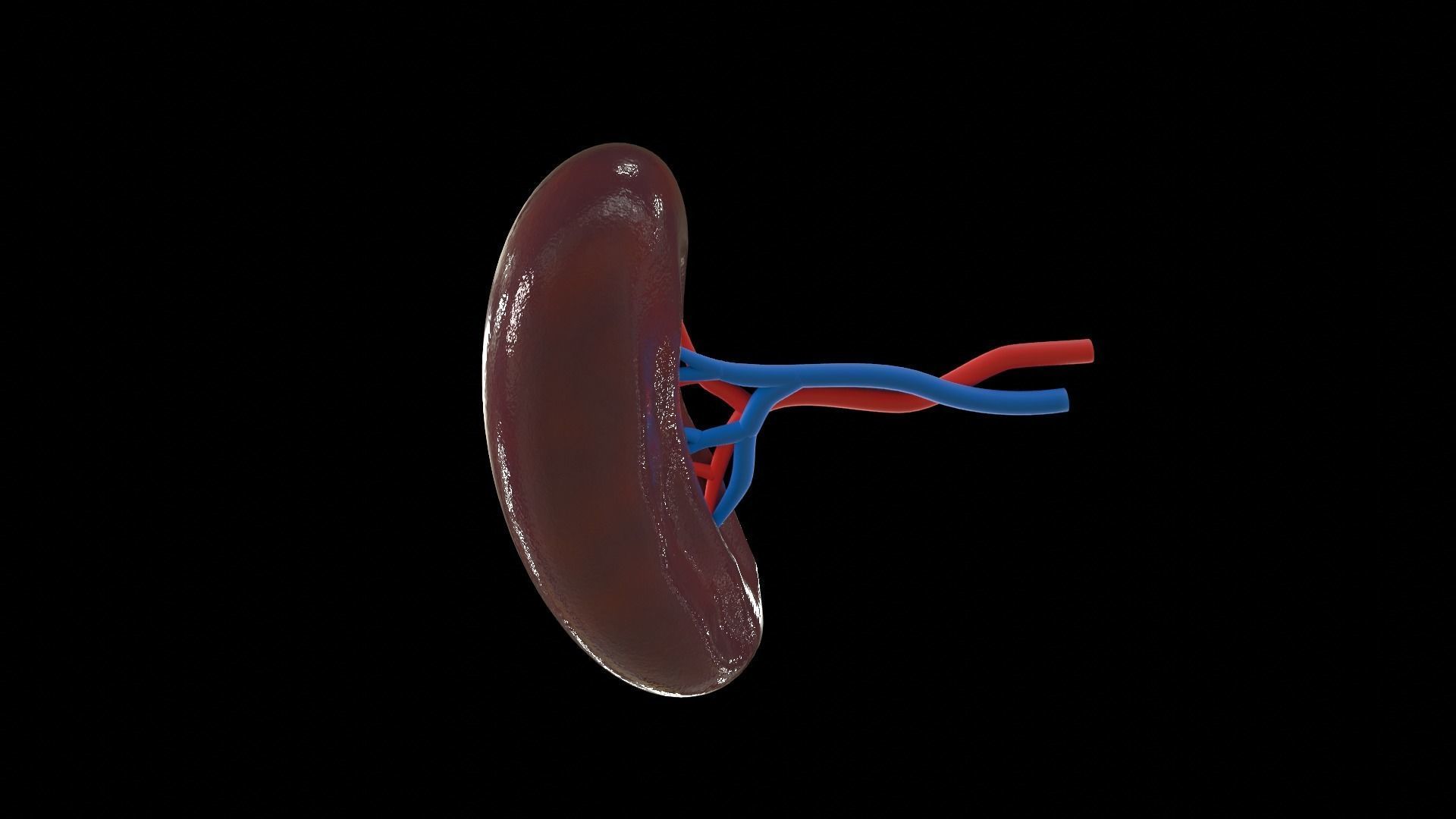 Human Spleen 3D model_1
