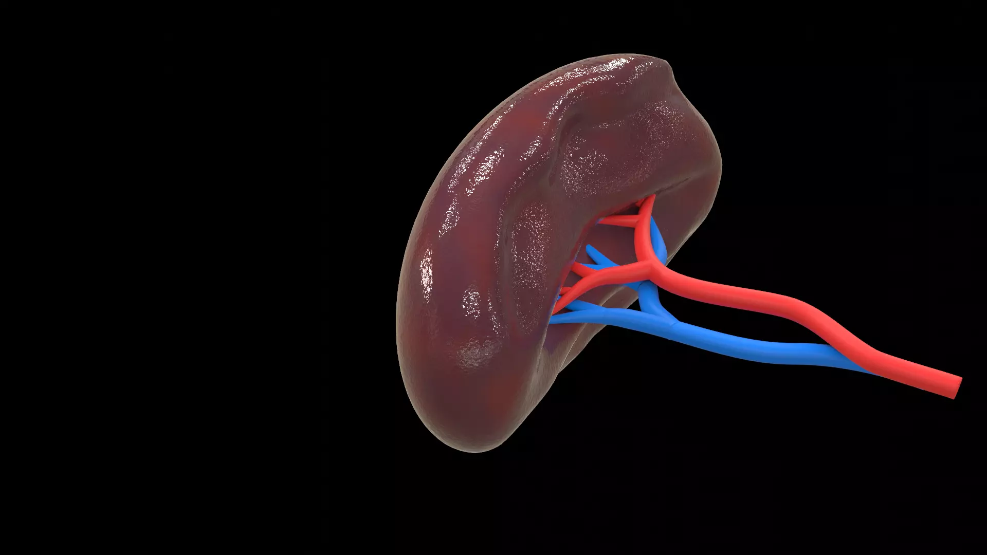 Human Spleen 3D model_0