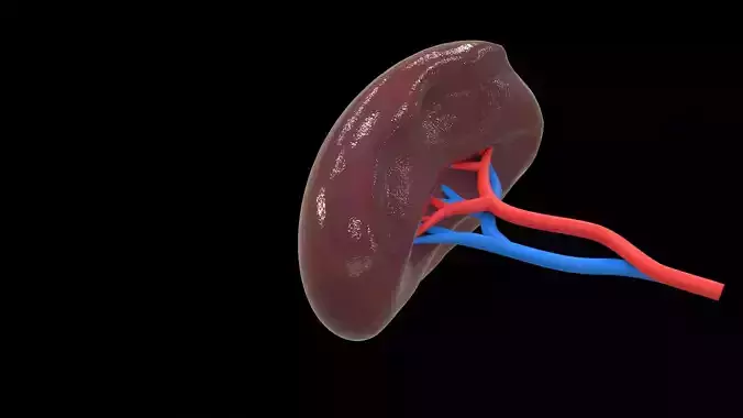 Human Spleen
