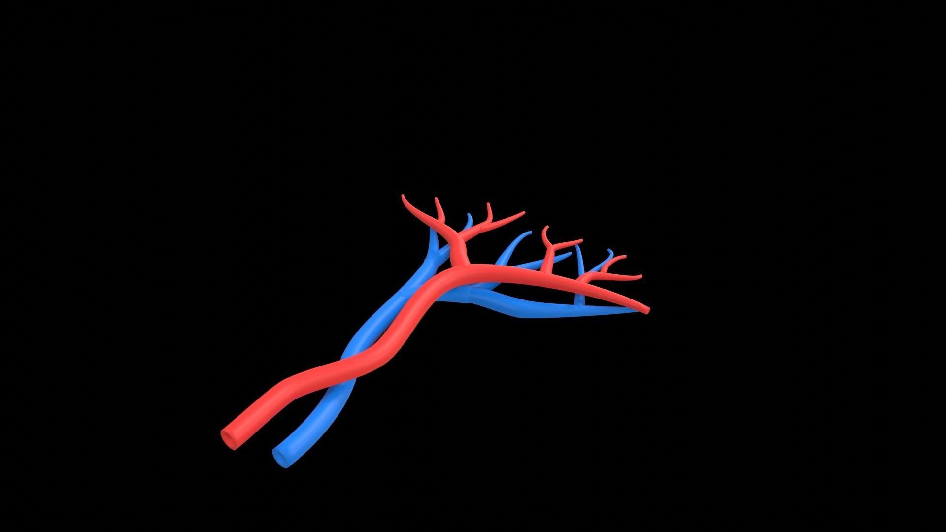 Human Spleen 3D model_2