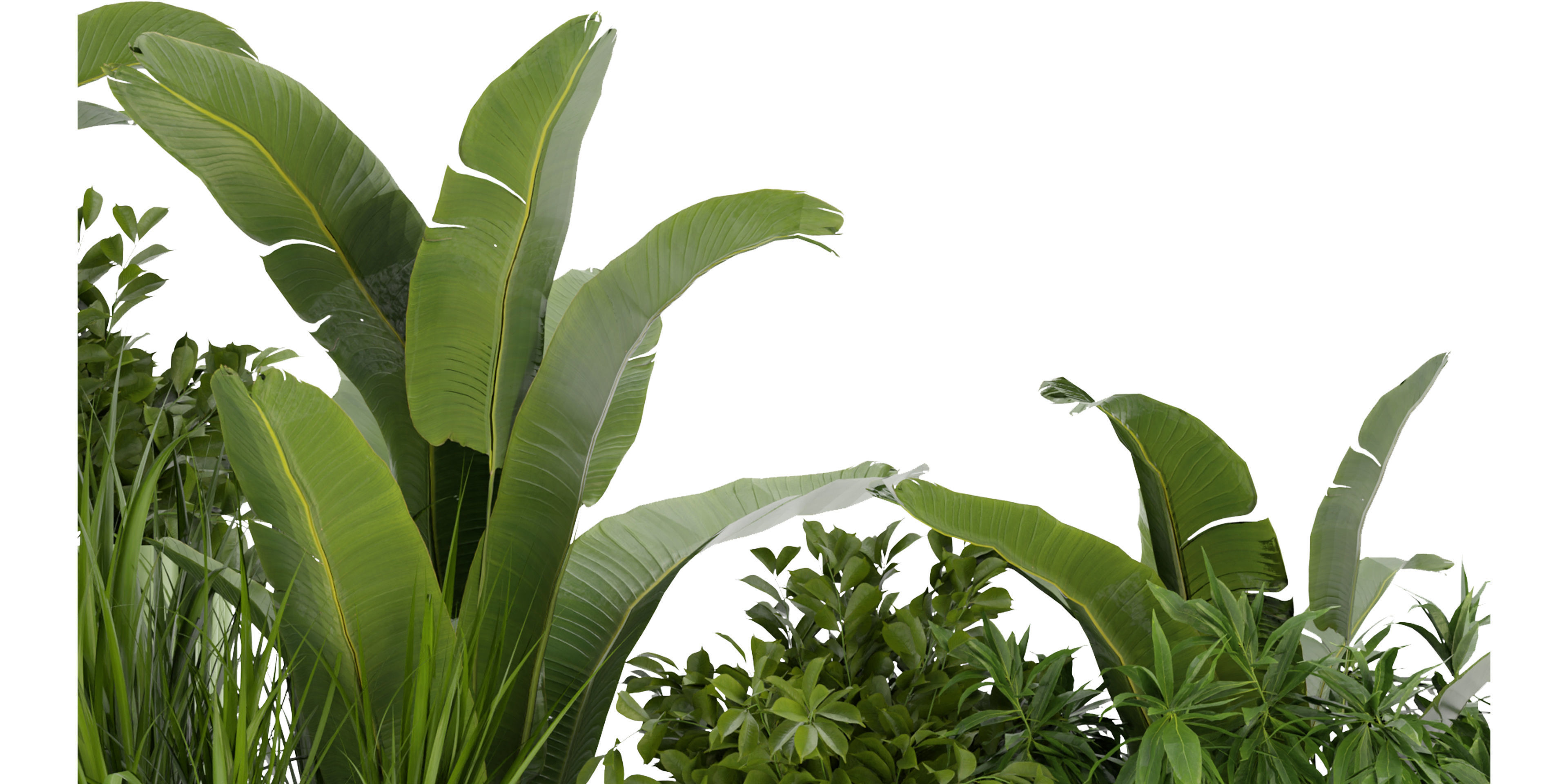 Collection plant vol 318 - blender model  3D model_2