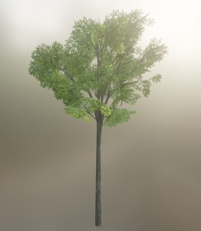 Low-Poly Walnut Tree Package Low-poly 3D model_29