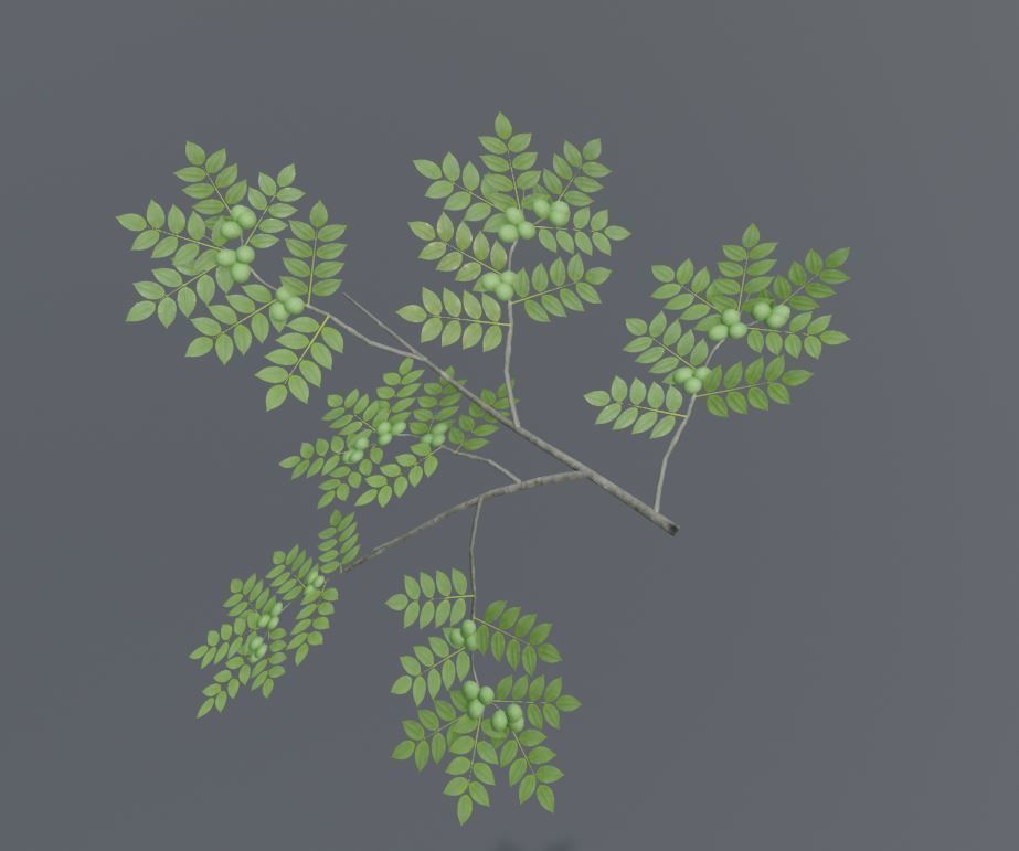Low-Poly Walnut Tree Package Low-poly 3D model_35