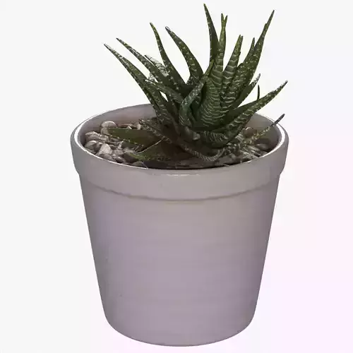 DESK PLANT