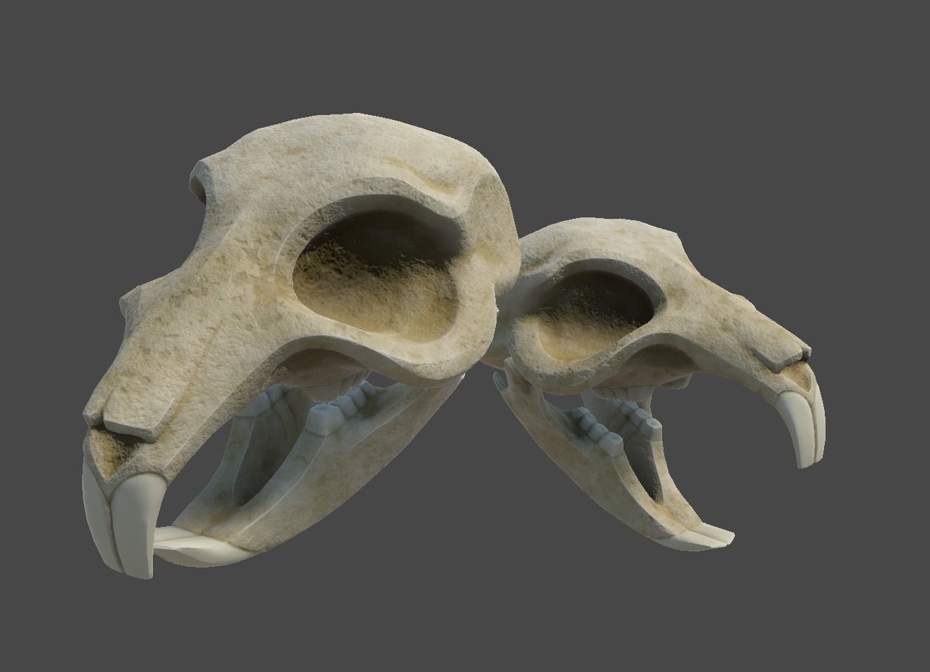 Rat Skull Low-poly 3D model_12