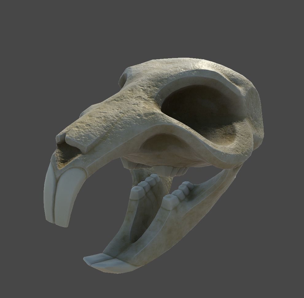 Rat Skull Low-poly 3D model_11