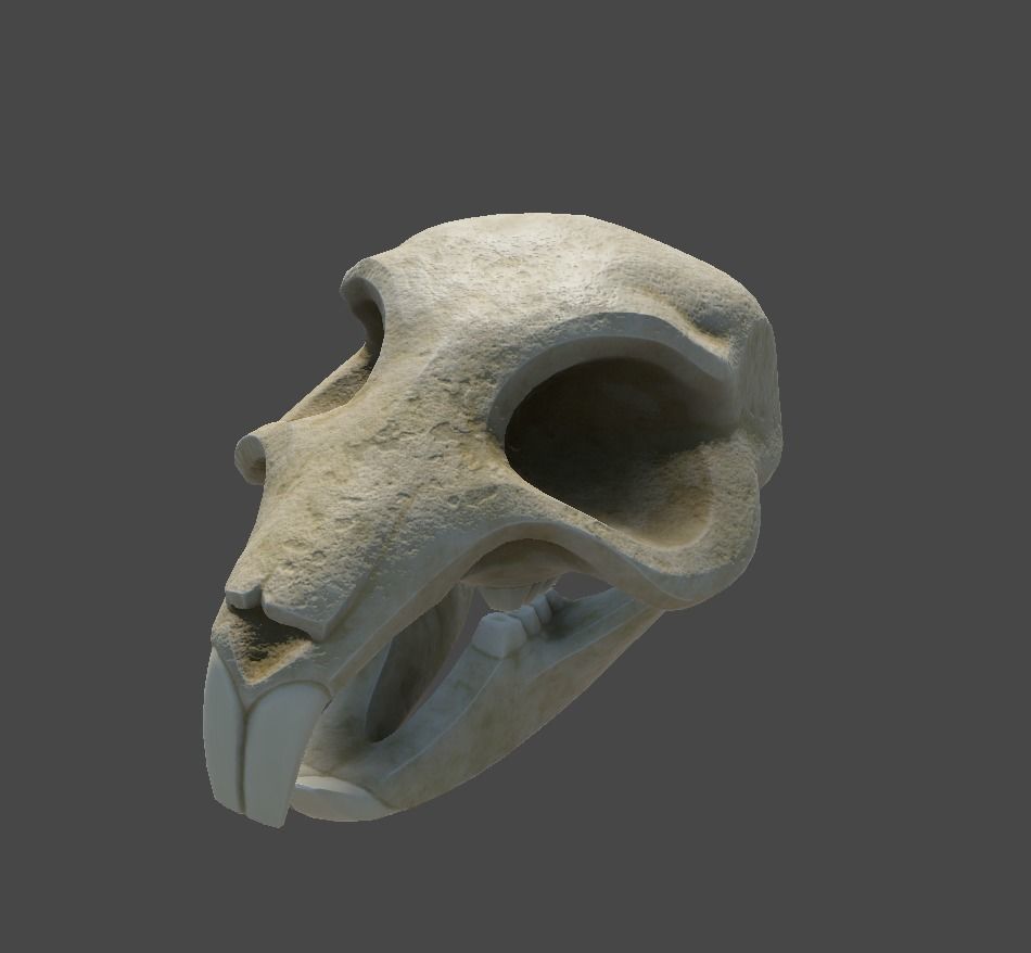 Rat Skull Low-poly 3D model_7