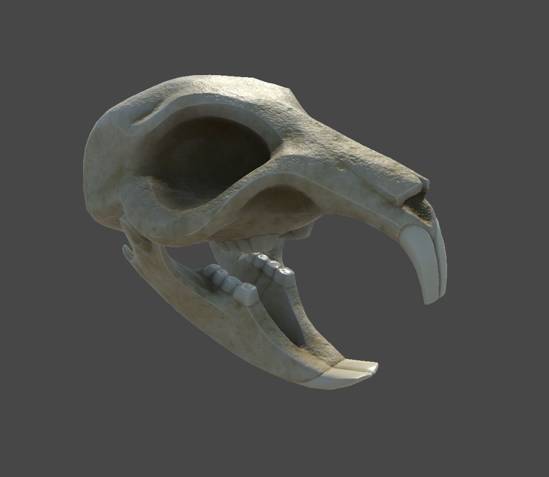 Rat Skull Low-poly 3D model_14