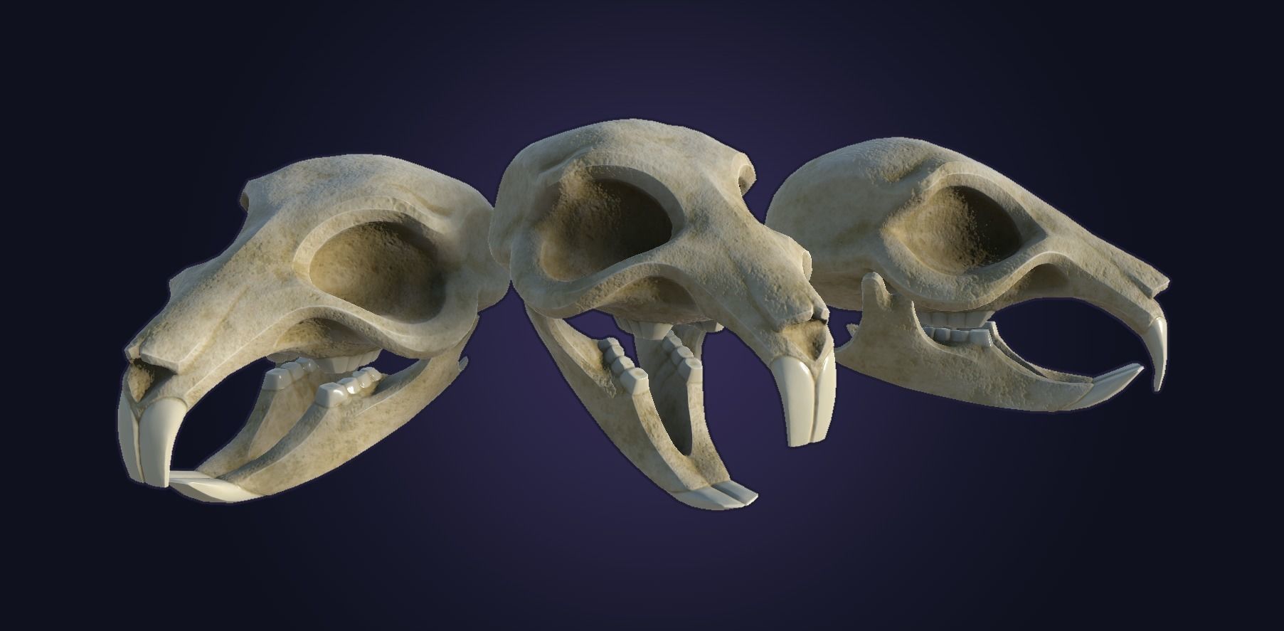 Rat Skull Low-poly 3D model_1