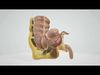 Ileocecal department 3D model_1