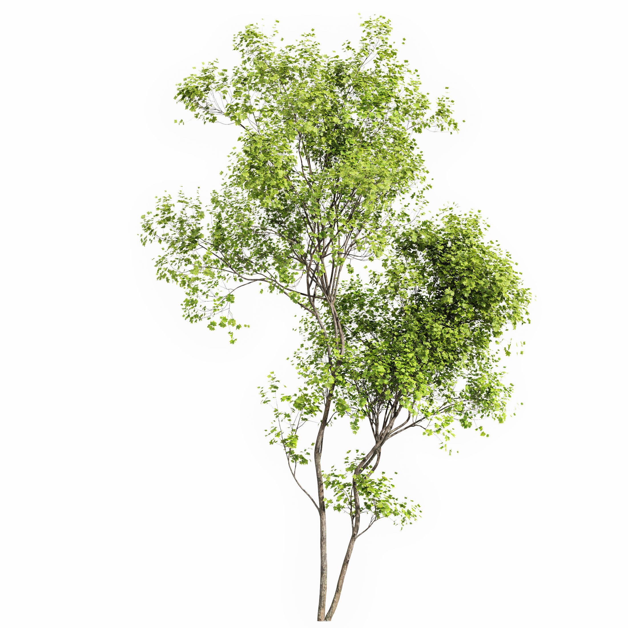 Fagus Sylvatica and Acer Saccharinum Summer 3D model_5